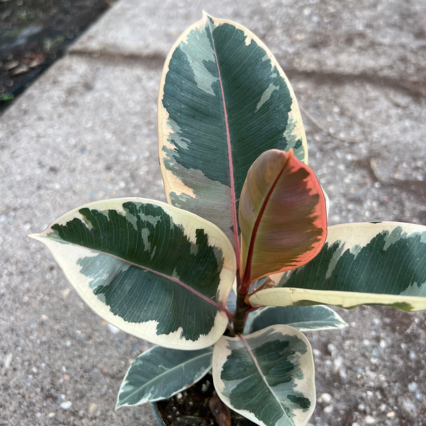 Ficus elastica 'Tineke'