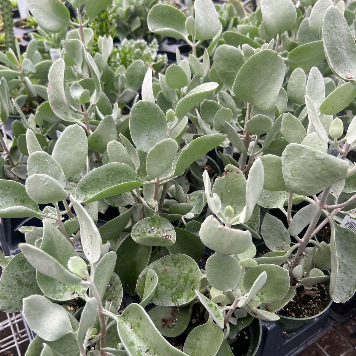 Kalanchoe Hildebrandtii 'Silver Teaspoons' – Fantastic Gardens