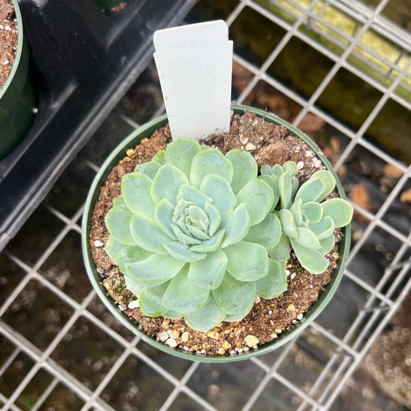 Echeveria Elegans