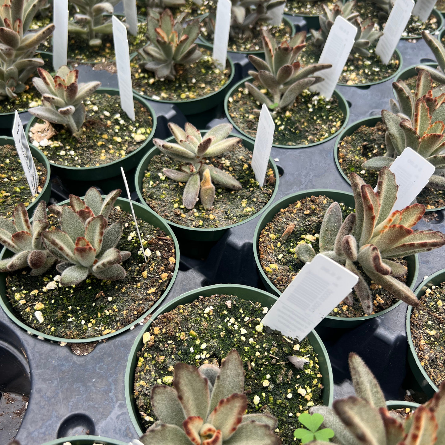 Kalanchoe Tomentosa Chocolate Soilder