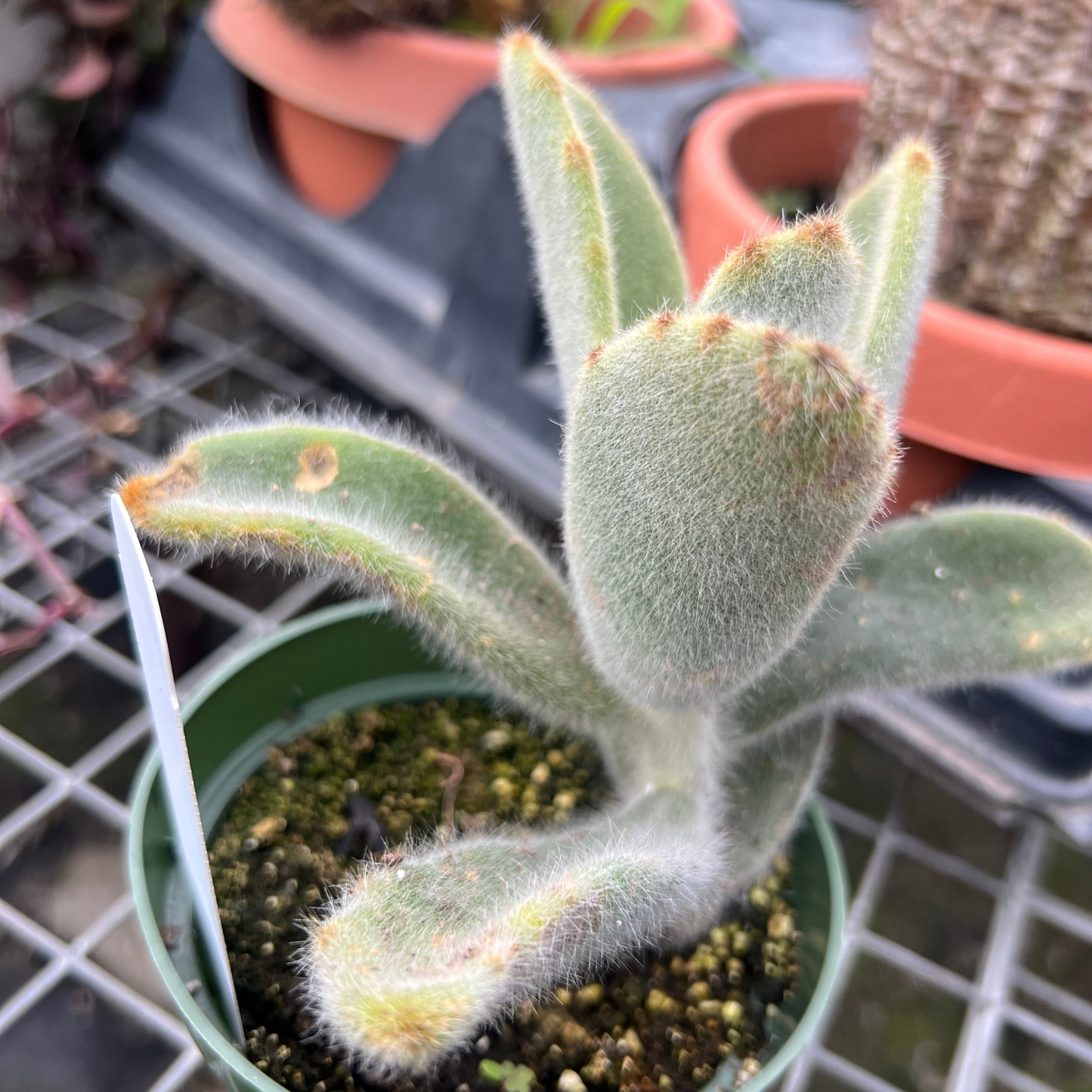 Kalanchoe Villosa