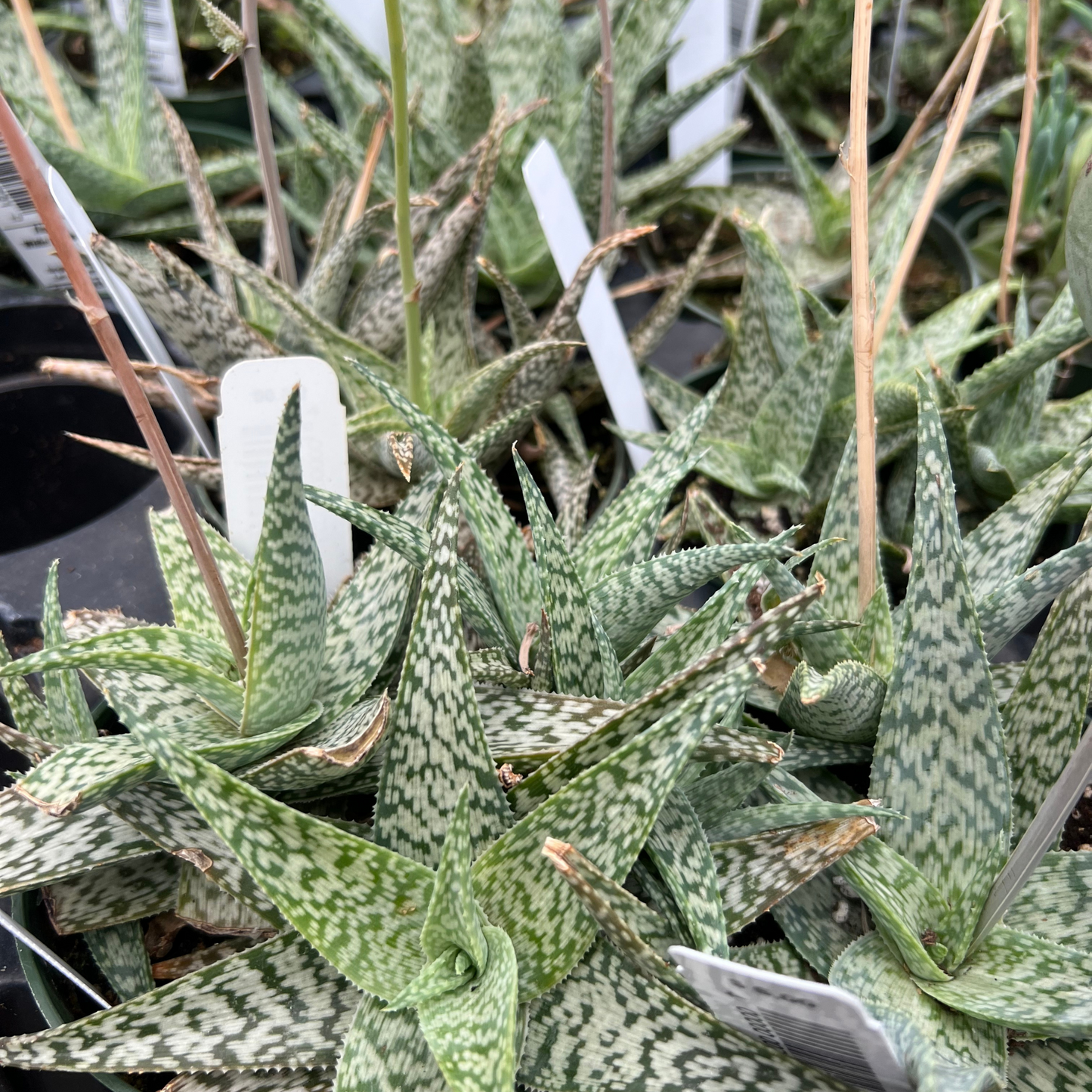 Aloe White Beauty