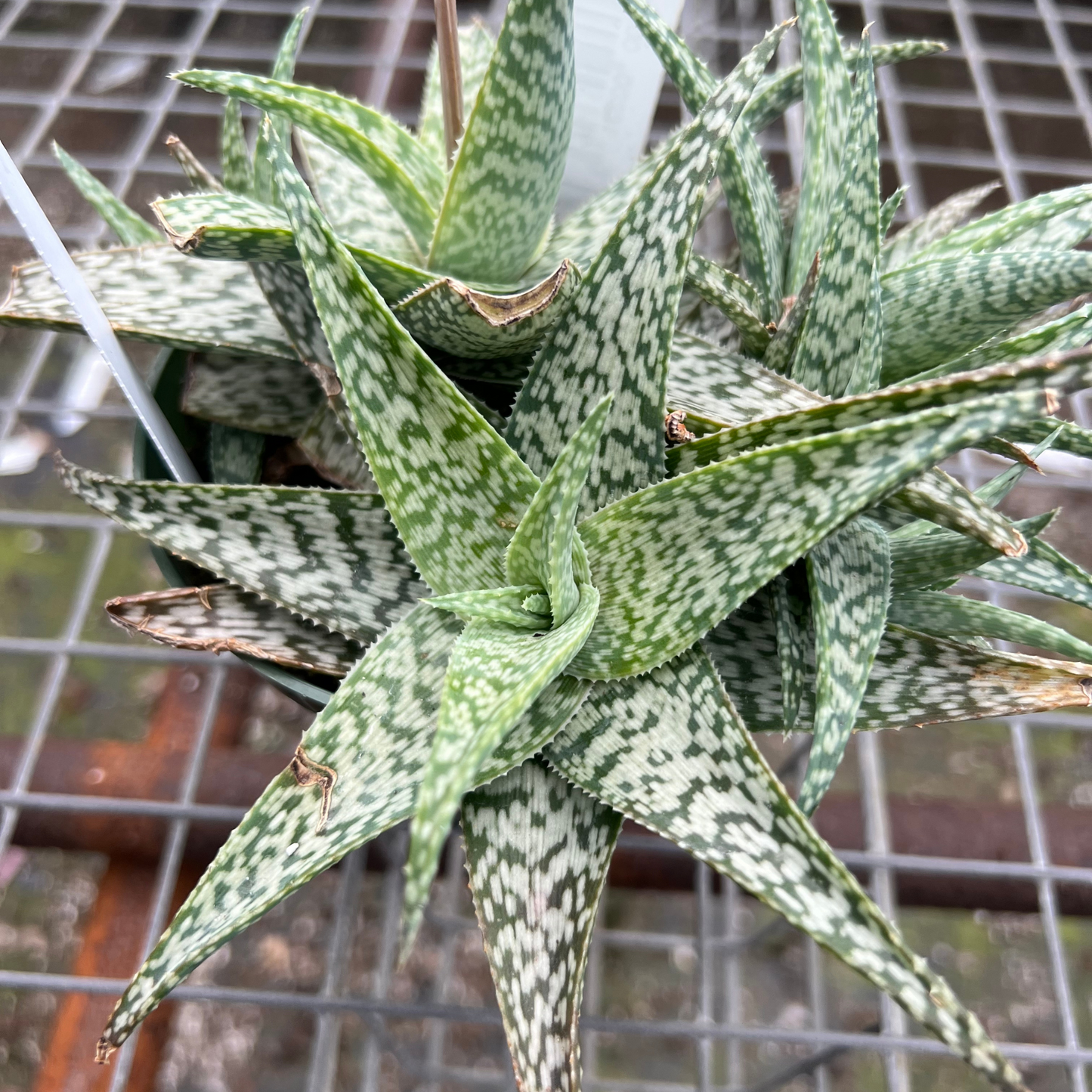 Aloe White Beauty