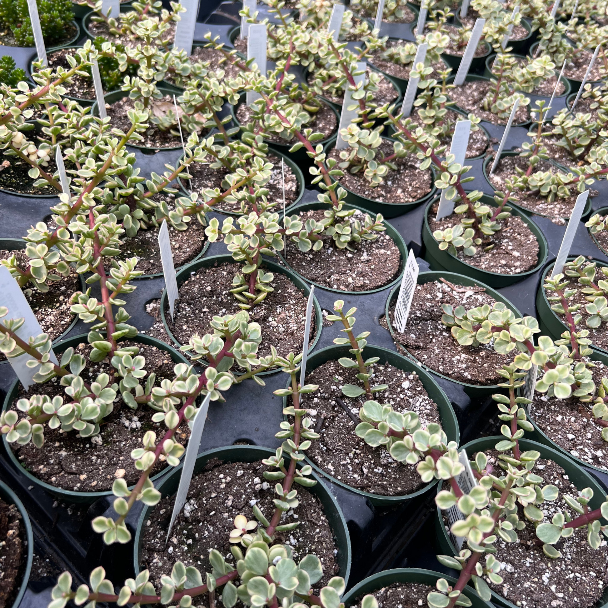 succulent portulacaria afra Portulacaria afra 'Variegated Elephant Bush' – Fantastic Gardens