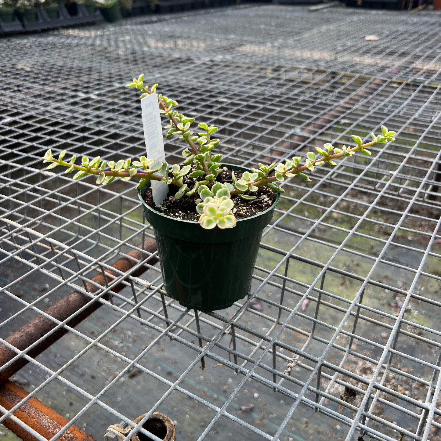 Portulacaria Afra - Variegated Elephant Bush