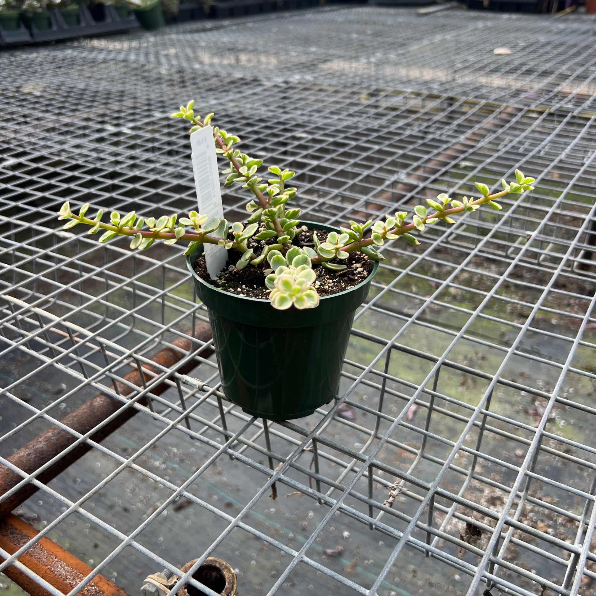 portulacaria afra variegata sun Portulacaria afra 'Variegated Elephant Bush' – Fantastic Gardens