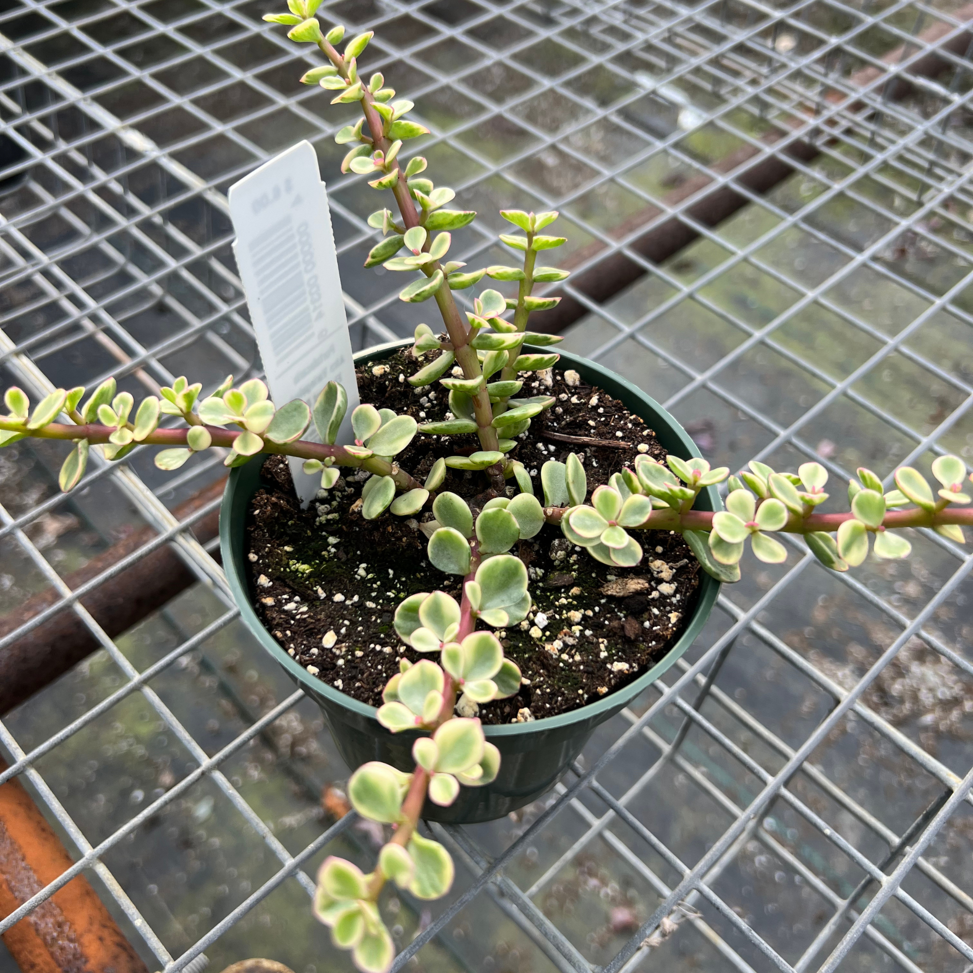portulacaria afra pet safe Portulacaria afra 'Variegated Elephant Bush' – Fantastic Gardens