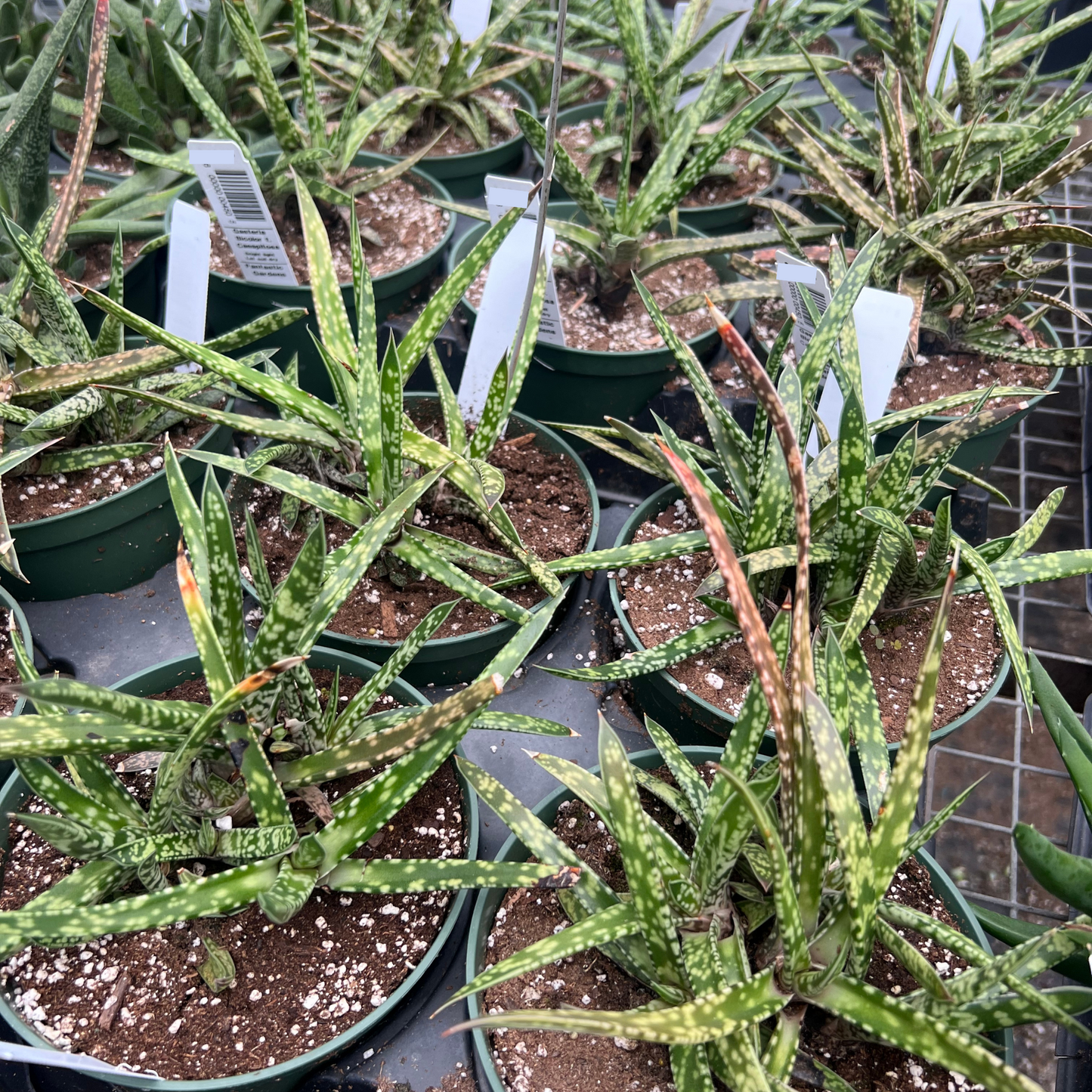 Gasteria Bicolor f. Caespitosa