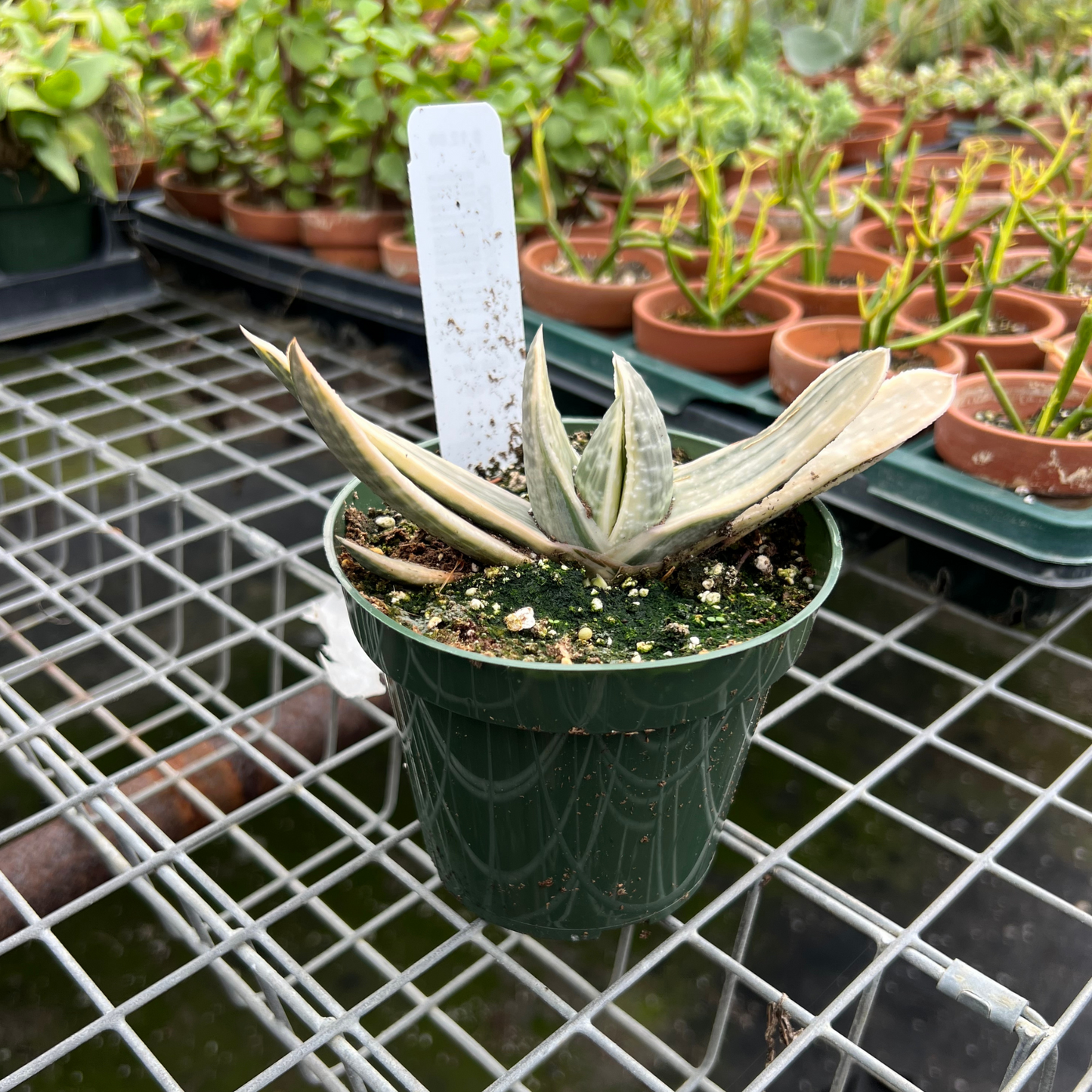 Gasteria Sakura 'Fuji'