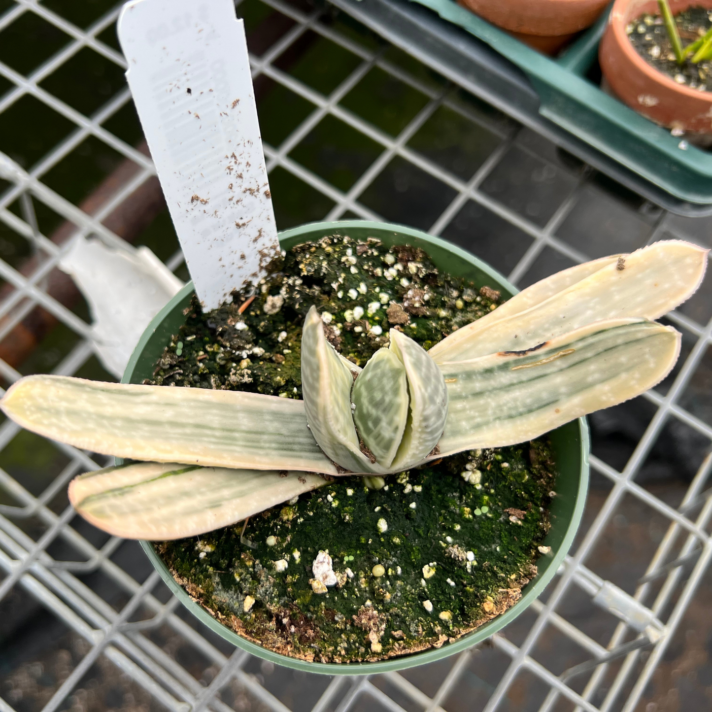 Gasteria Sakura 'Fuji'