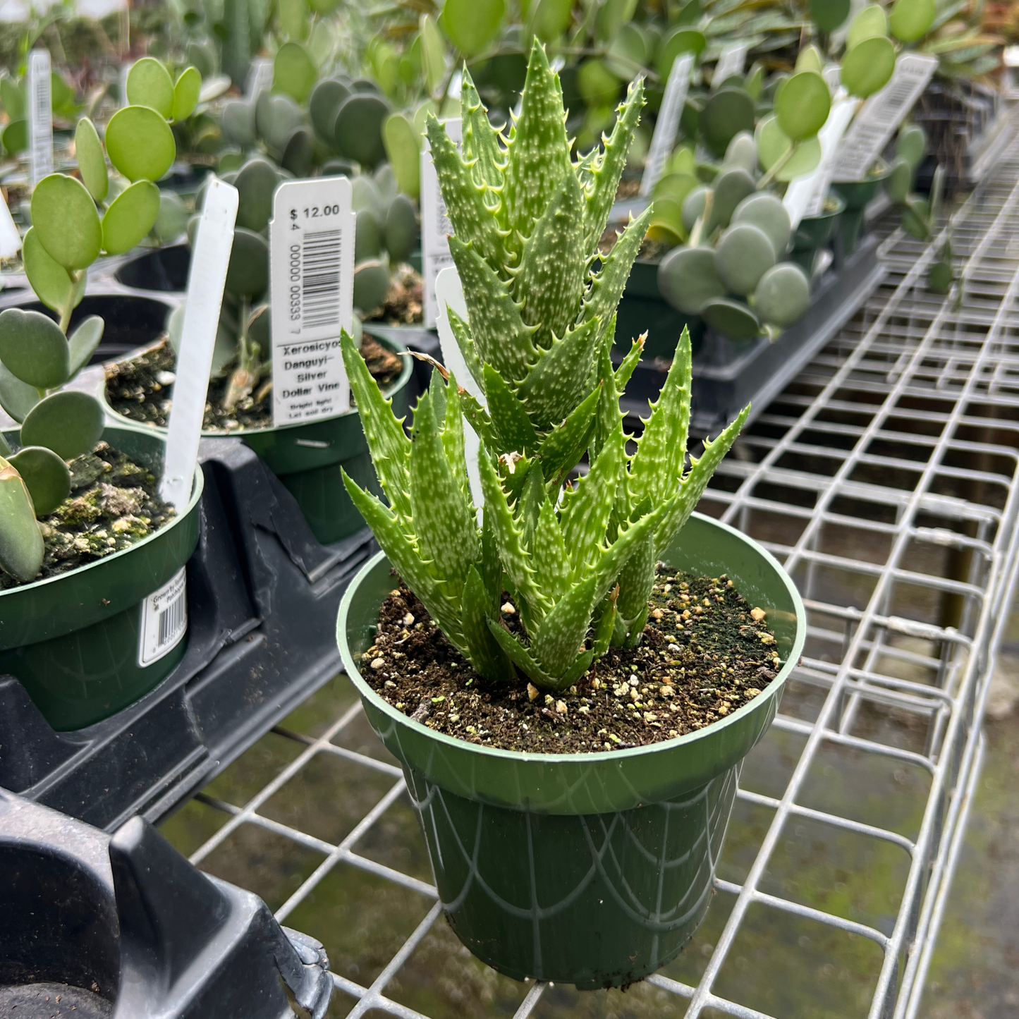 Tiger Tooth Aloe