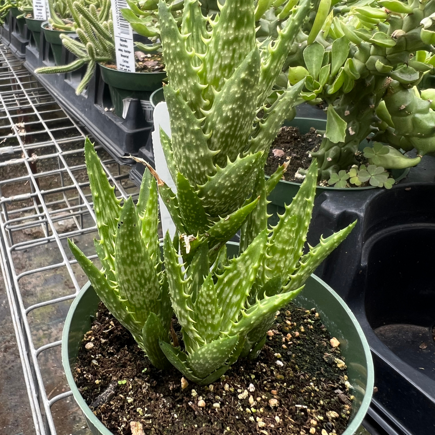 Tiger Tooth Aloe