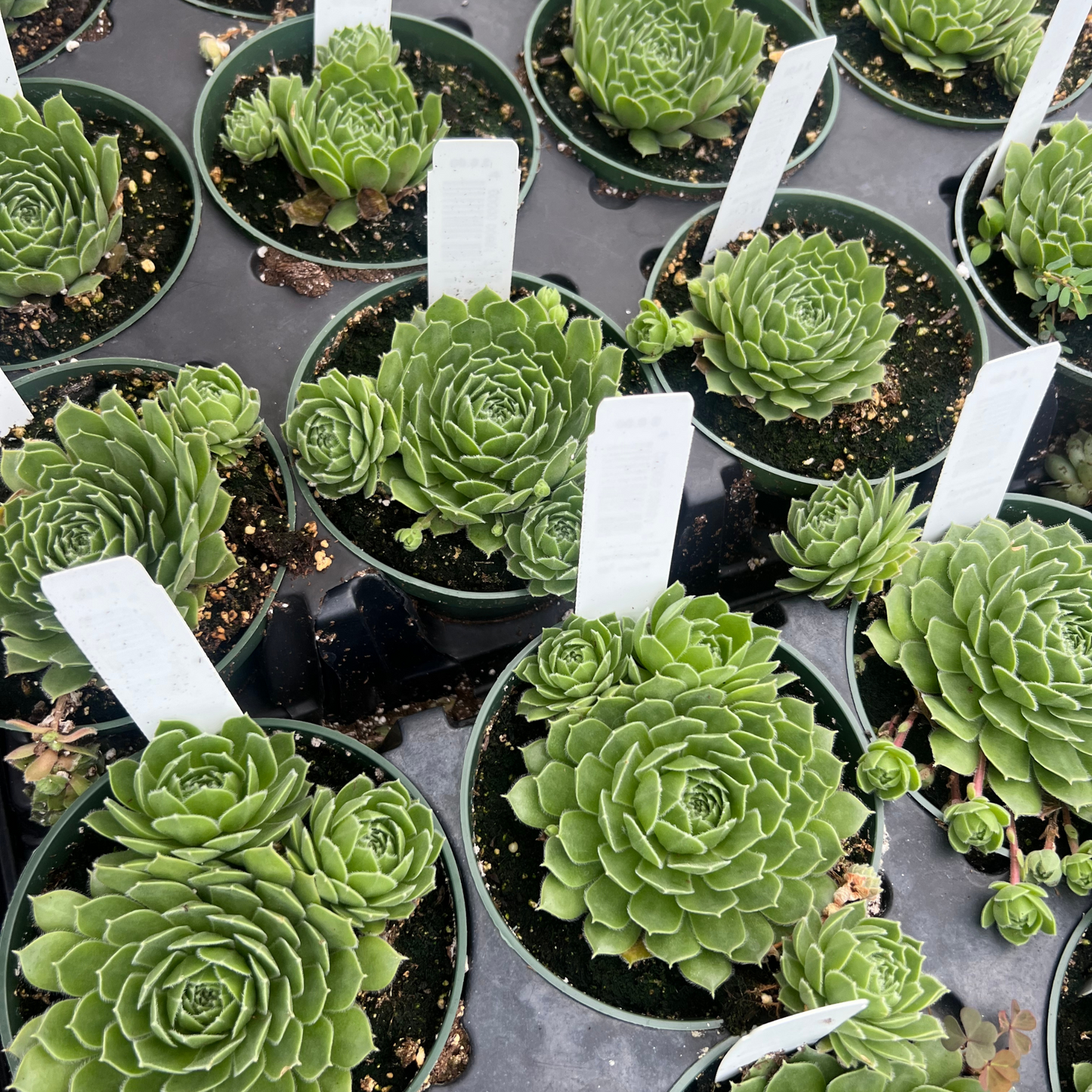 Sempervivum Hart