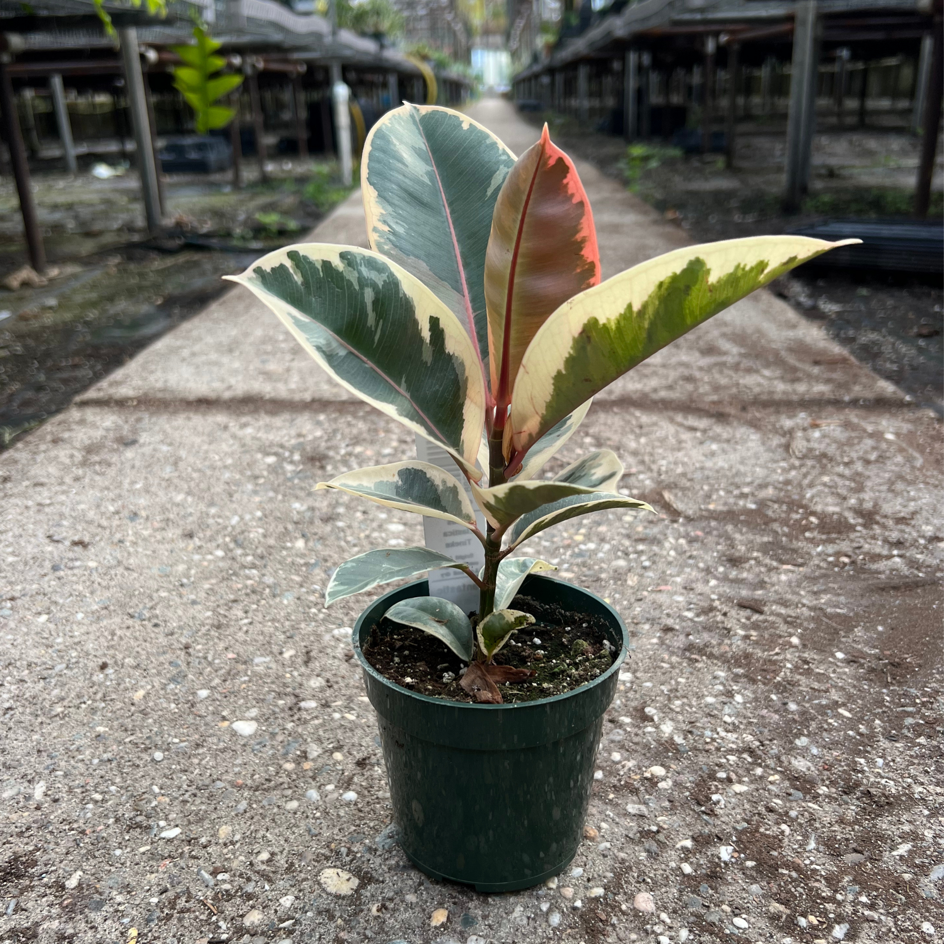 Ficus elastica 'Tineke' – Fantastic Gardens Ficus elastica 'Tineke' – Fantastic Gardens