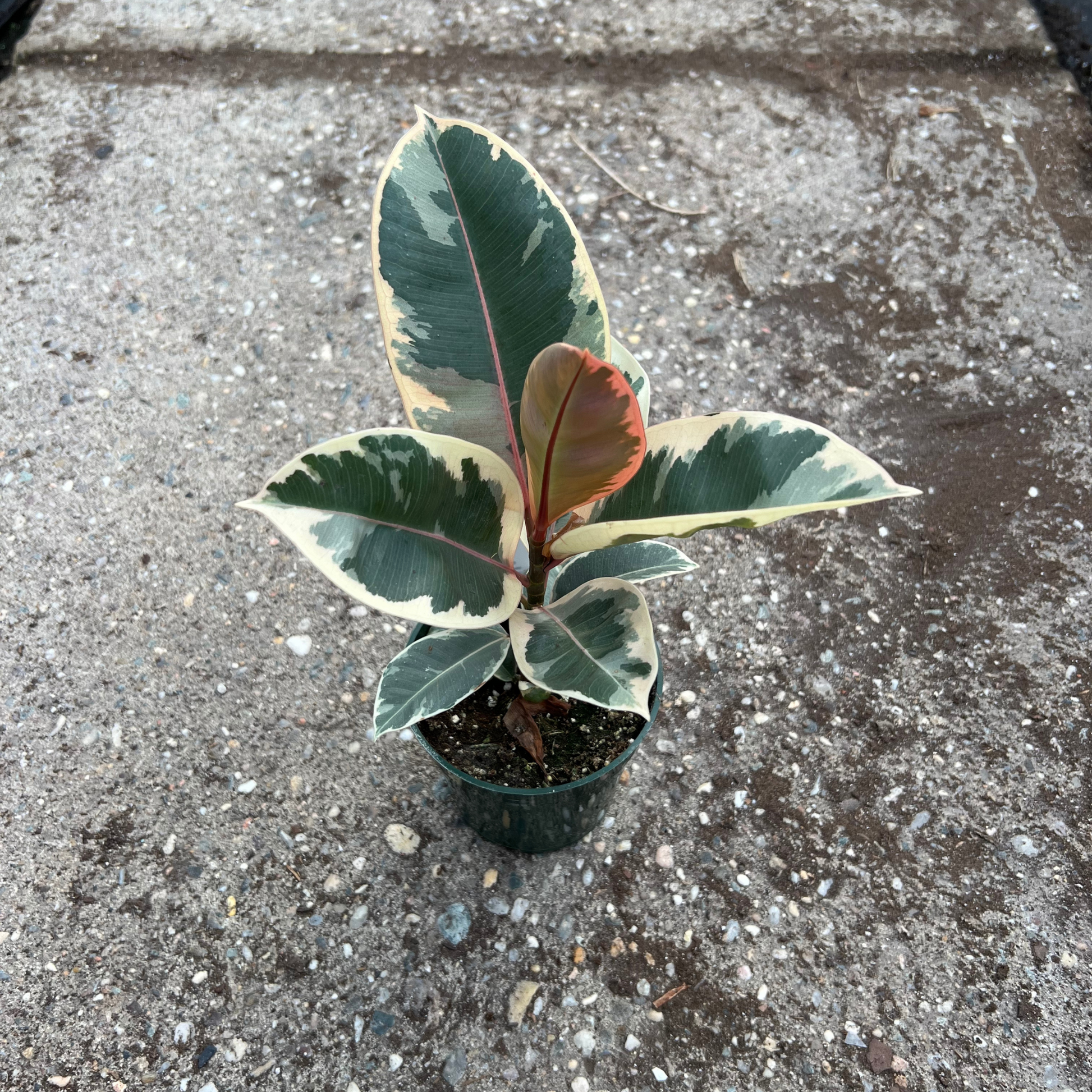 Ficus elastica 'Tineke' – Fantastic Gardens Ficus elastica 'Tineke' – Fantastic Gardens