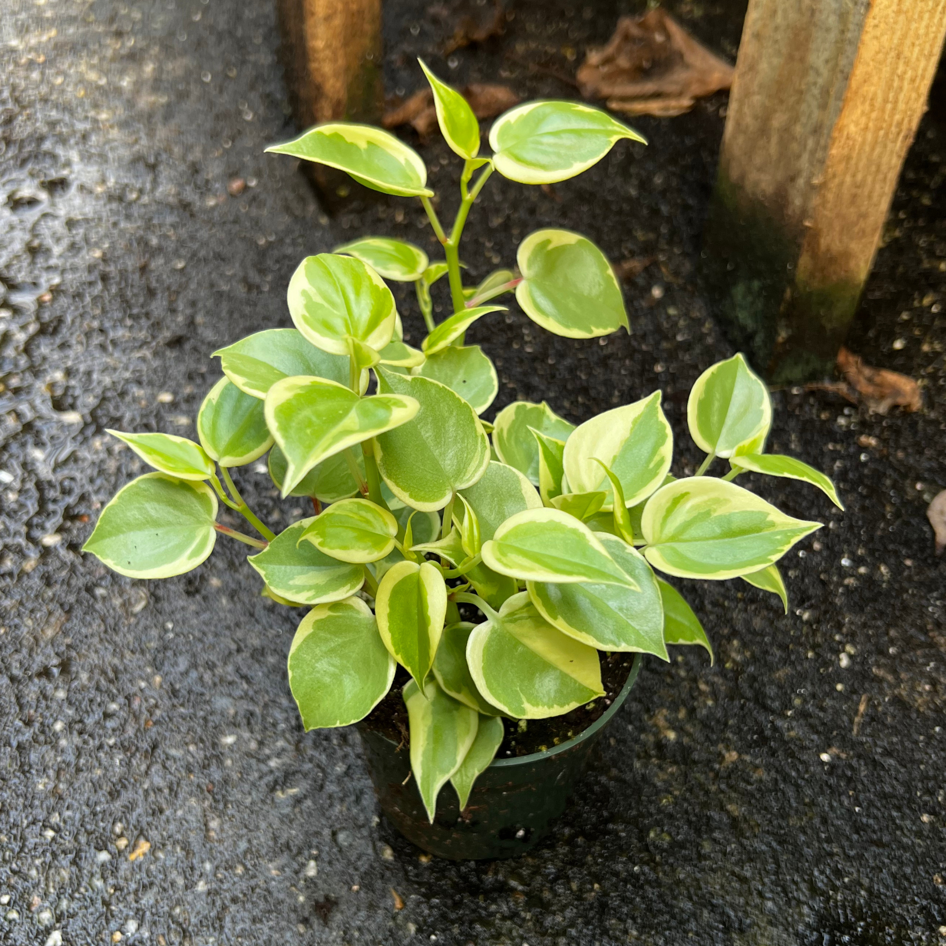 Peperomia Scandens Variegata – VI Plant Shop