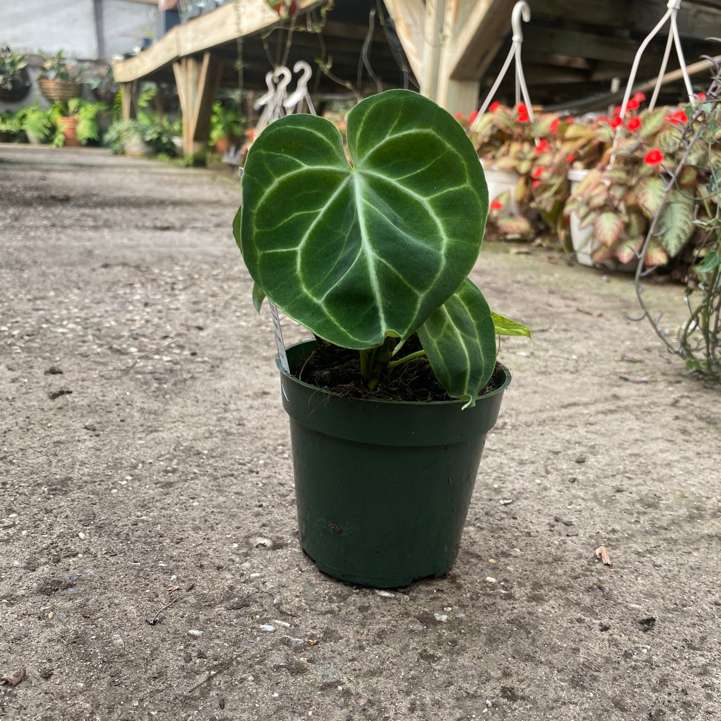 Anthurium clarinervitum
