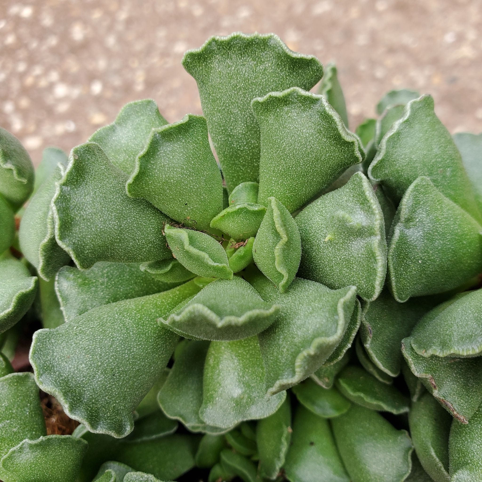 Crinkle Leaf Raspberry Adromischus Cristatus - Crinkle Leaf Plant – Fantastic Gardens