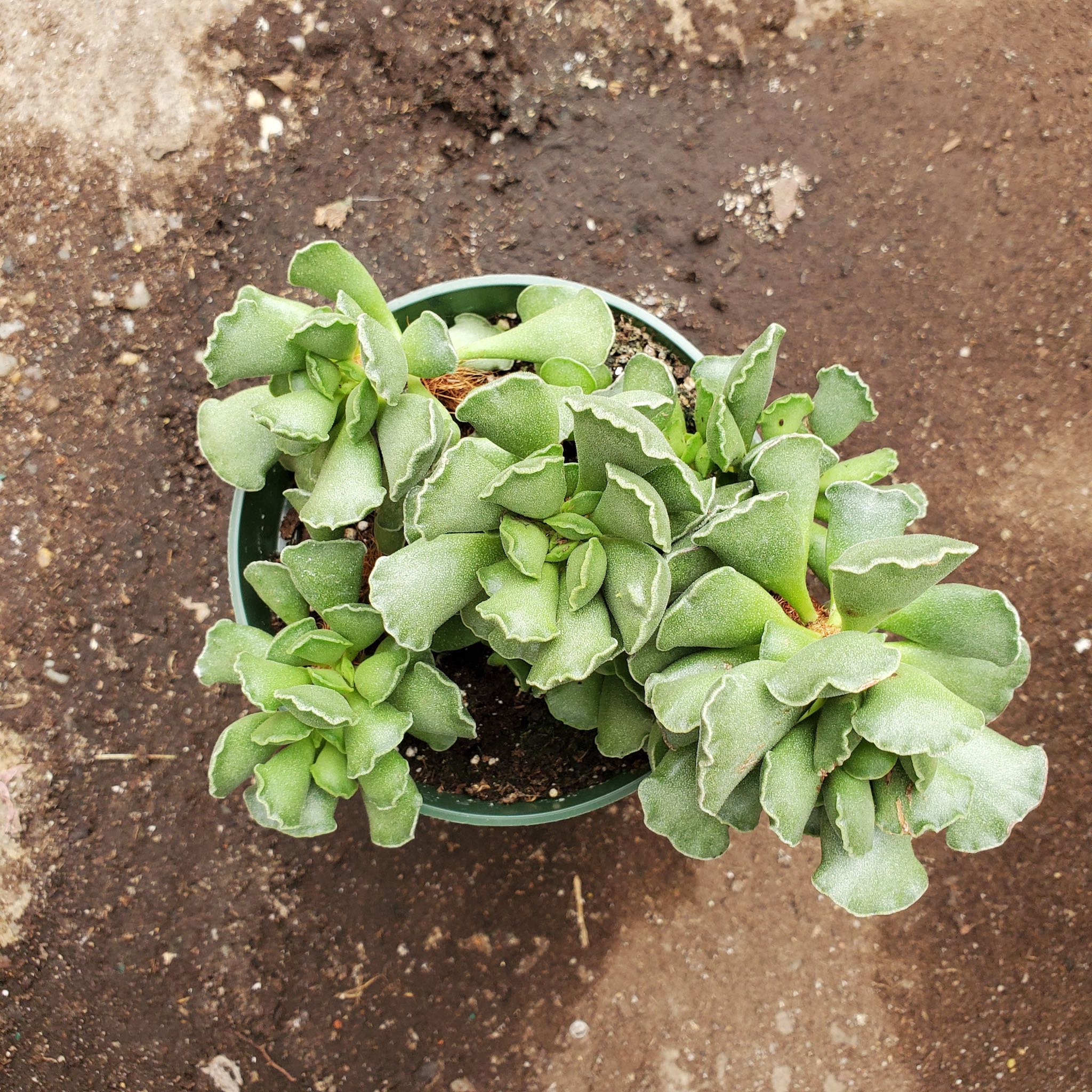Crinkle Leaf Raspberry Adromischus Cristatus - Crinkle Leaf Plant – Fantastic Gardens