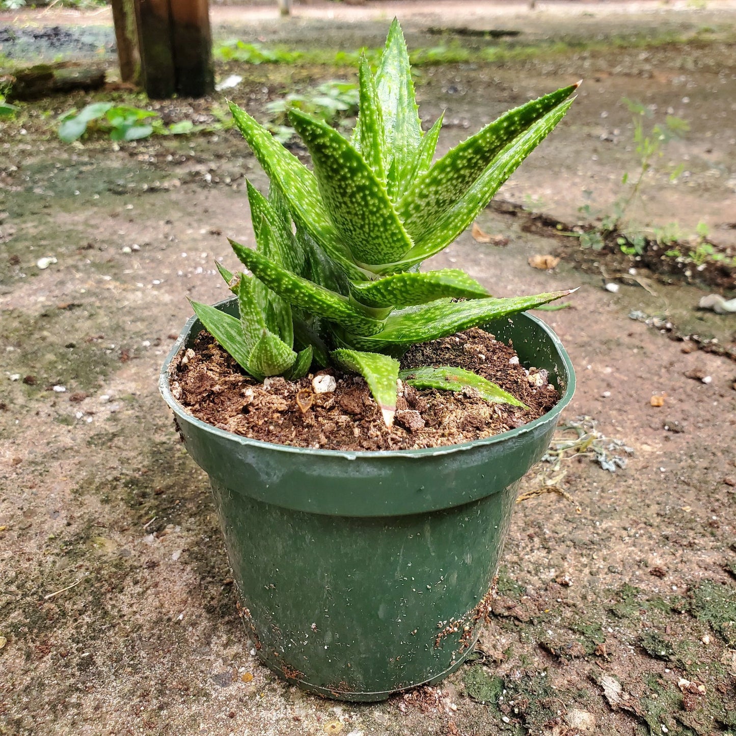 Aloe Squarrosa - Jemen Aloe
