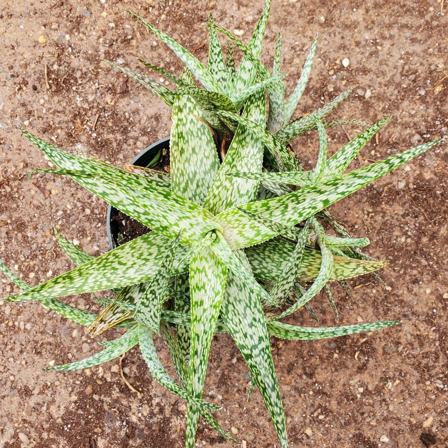 Aloe White Fox