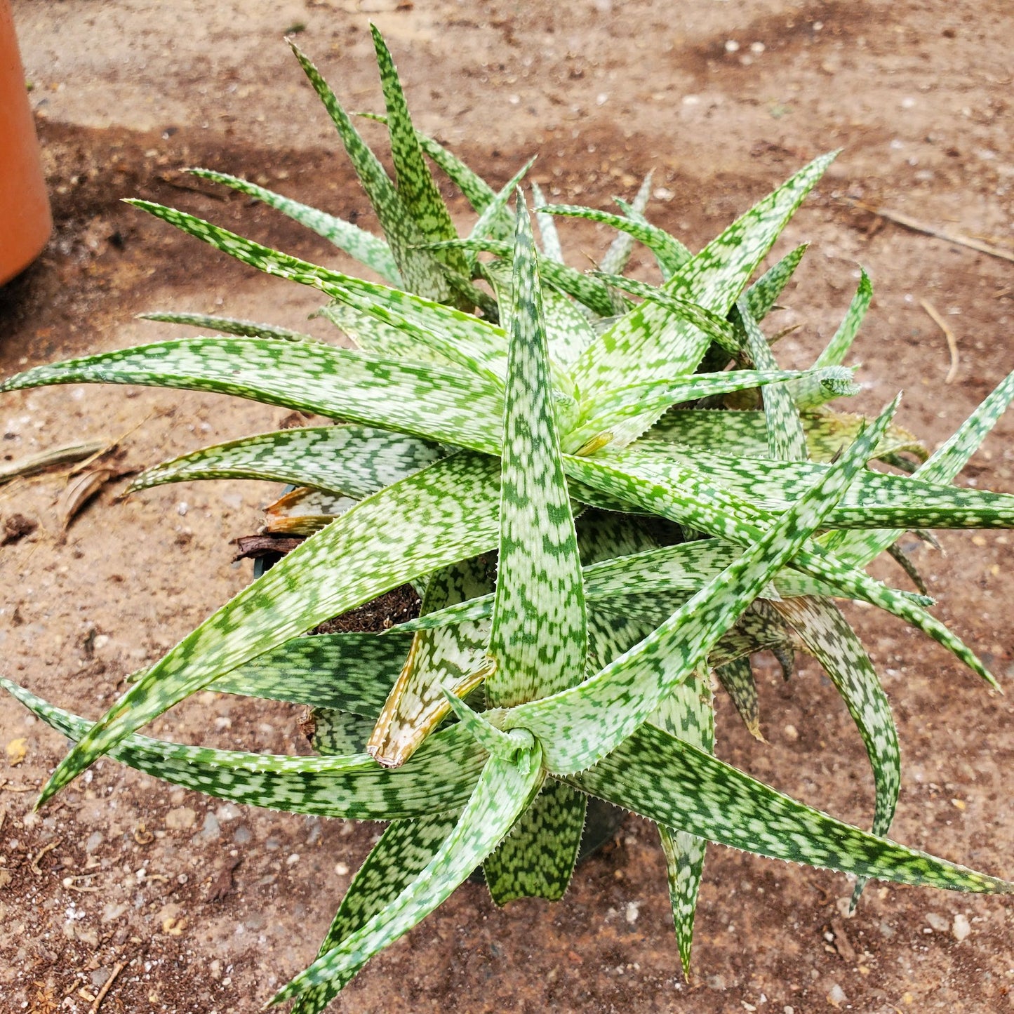 Aloe White Fox