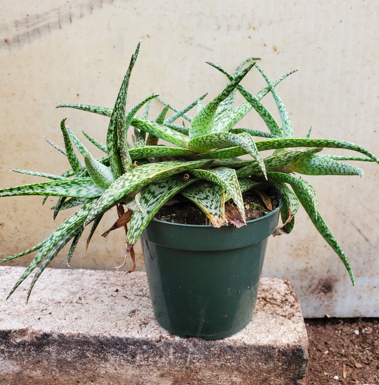 Aloe White Fox