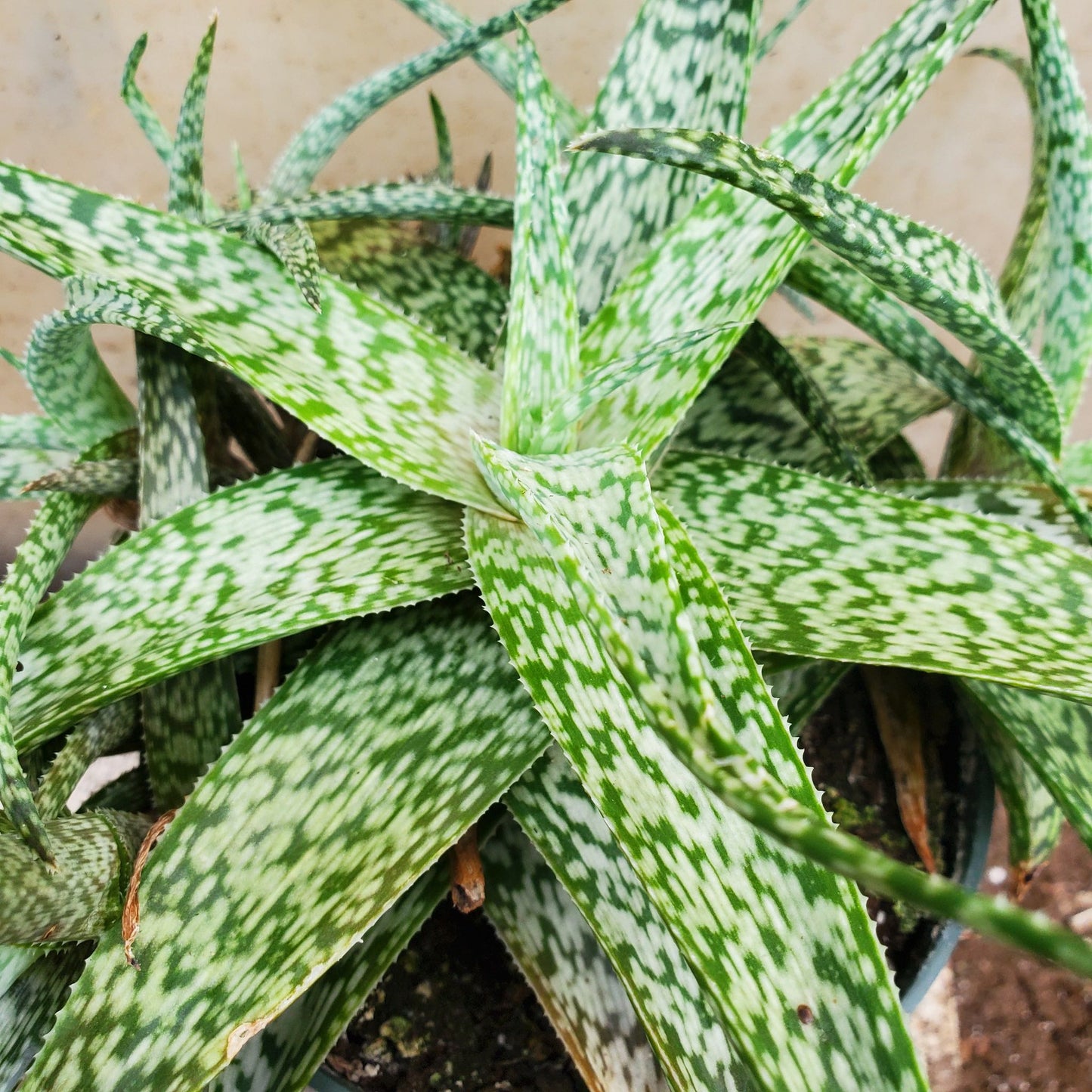 Aloe White Fox