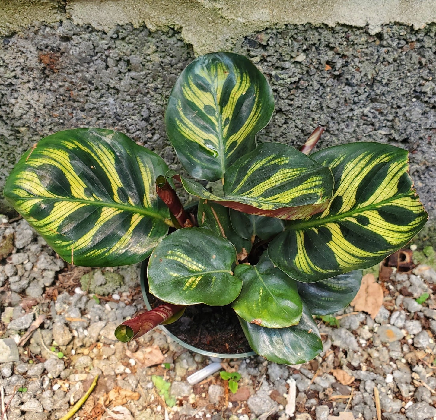 Calathea Makoyanna
