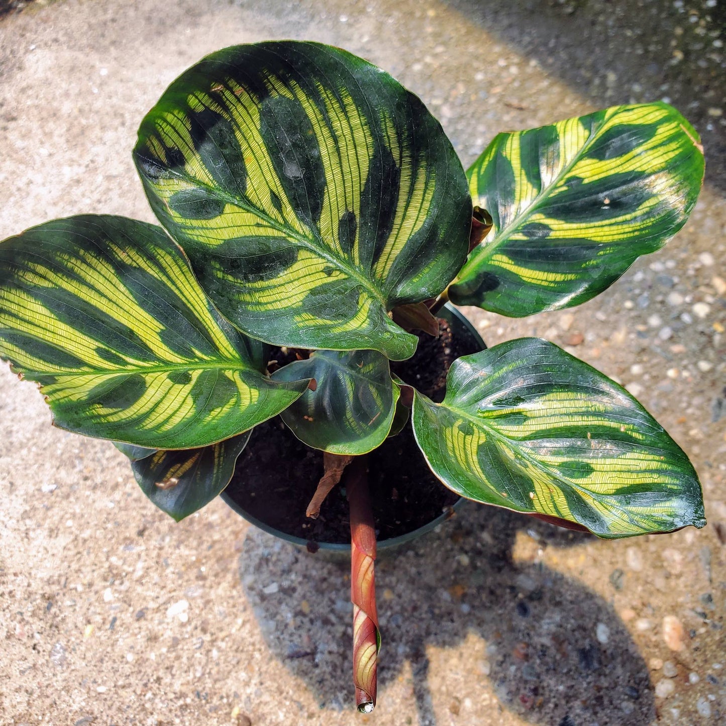 Calathea Makoyanna