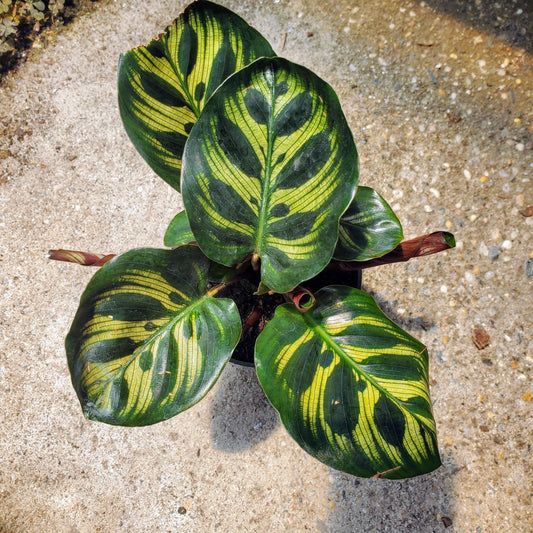 Calathea Makoyanna