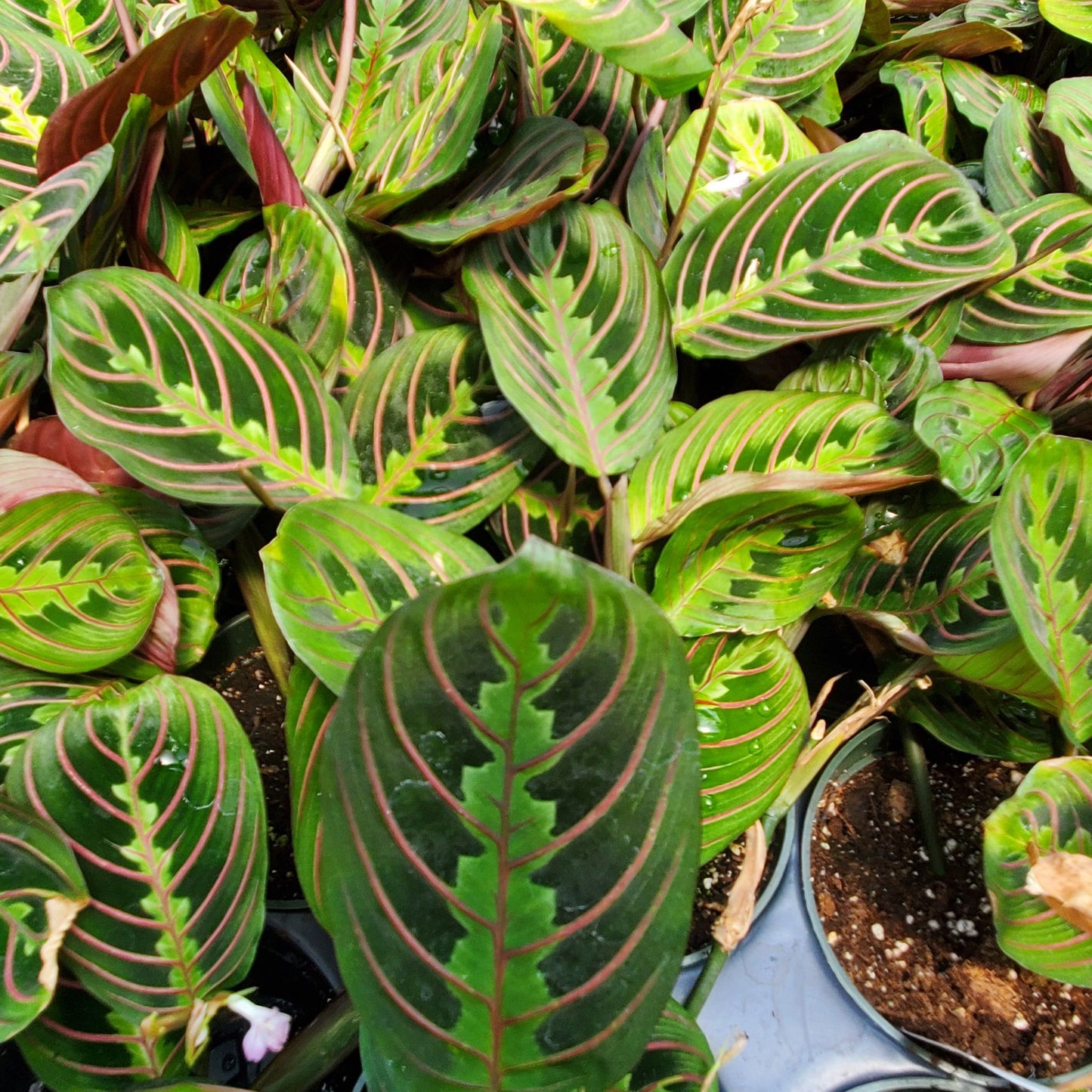 Calathea Maranta Red