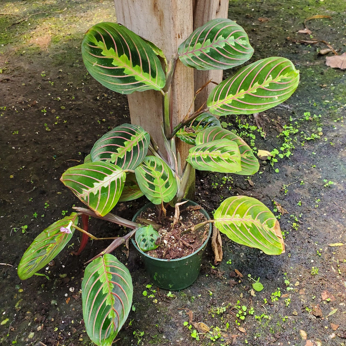 Calathea Maranta Red