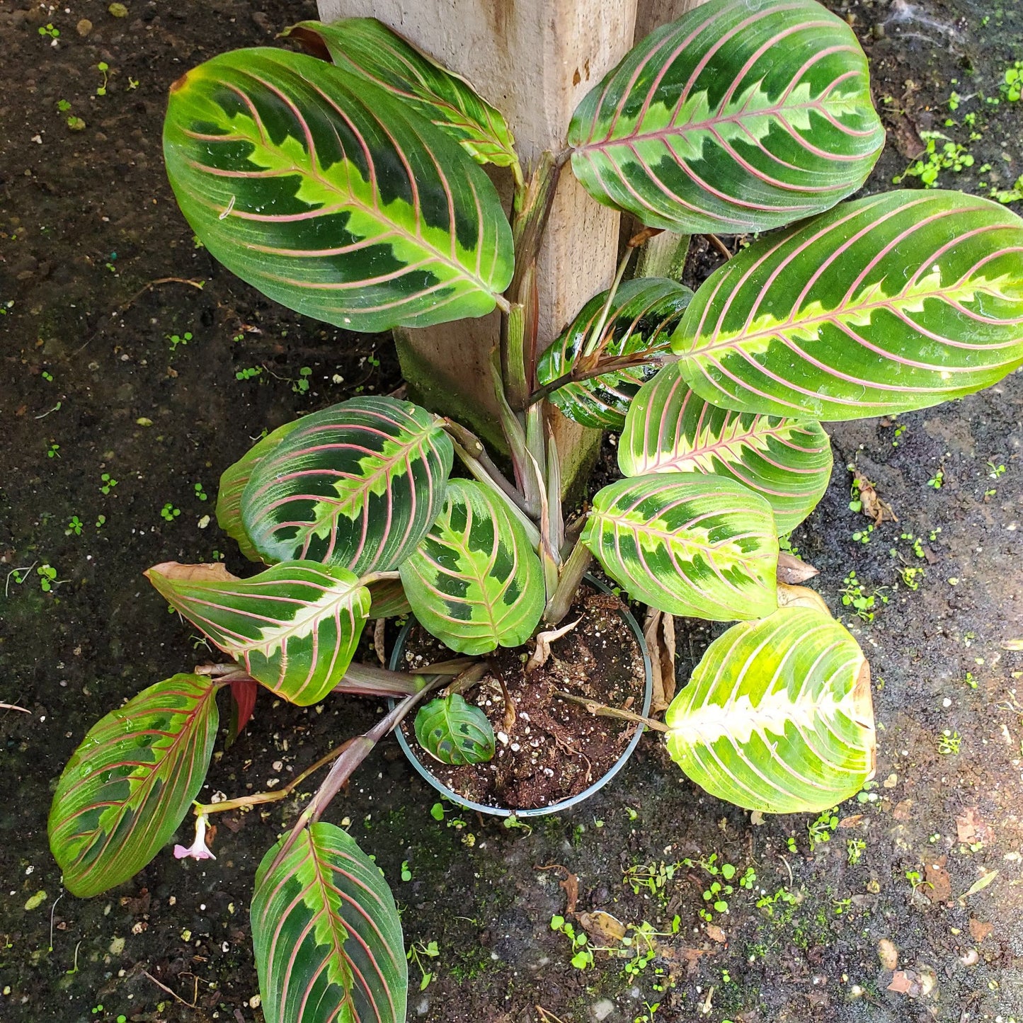 Calathea Maranta Red