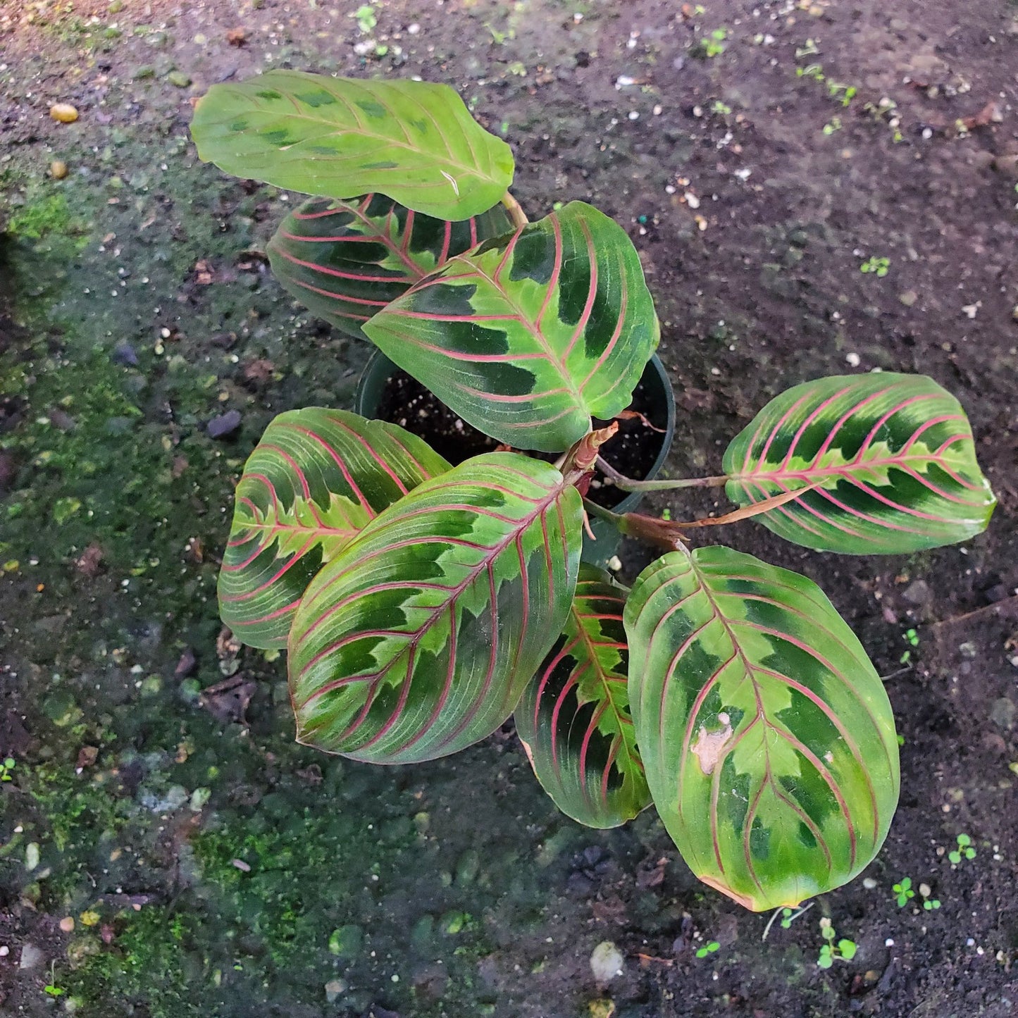 Calathea Maranta Red