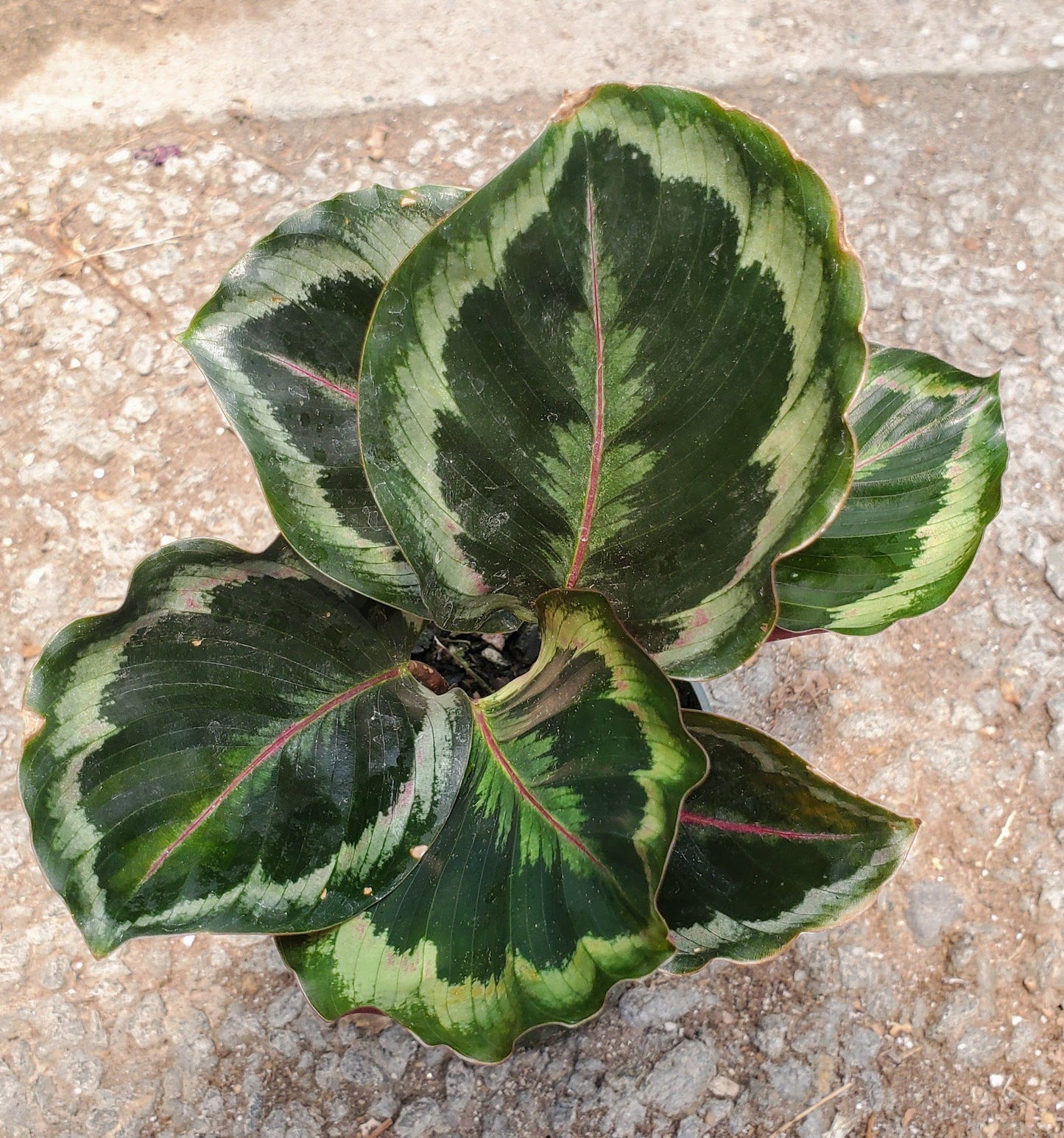 Calathea Medallion