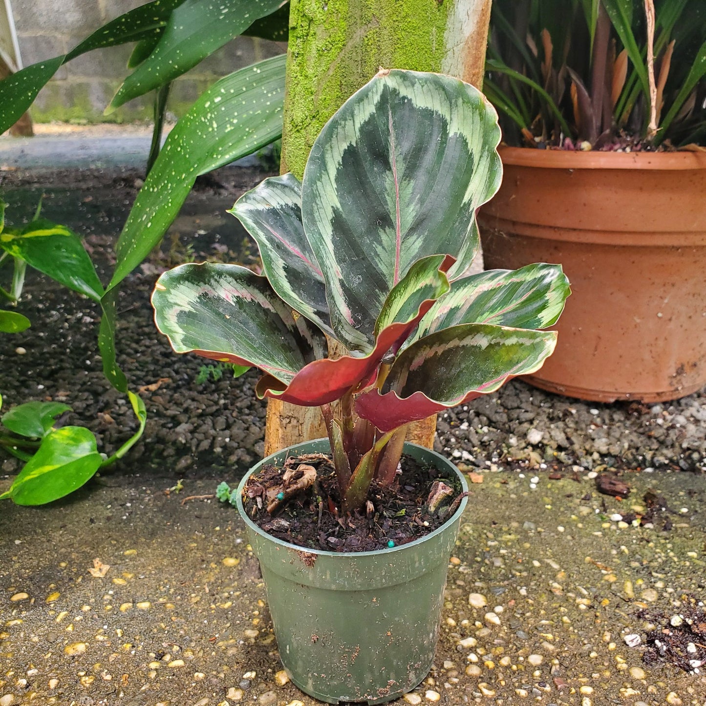 Calathea Medallion