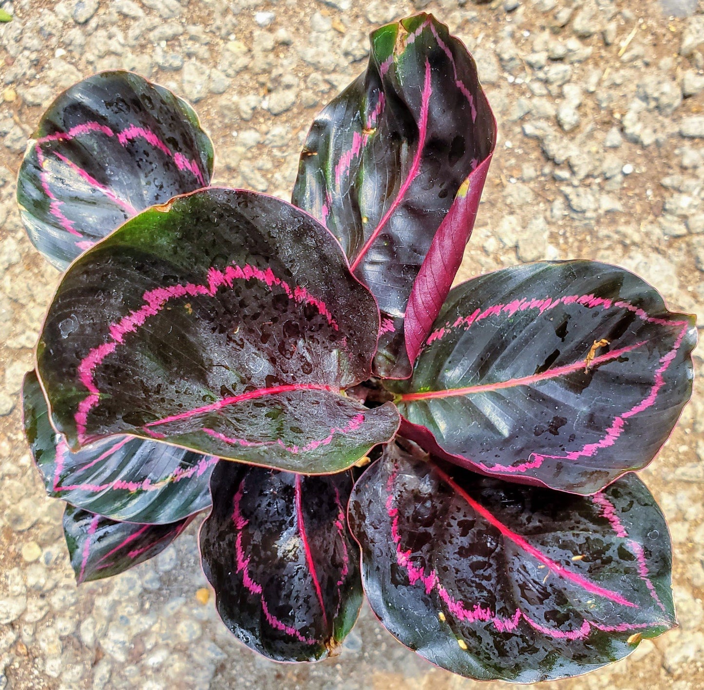 Calathea Dottie