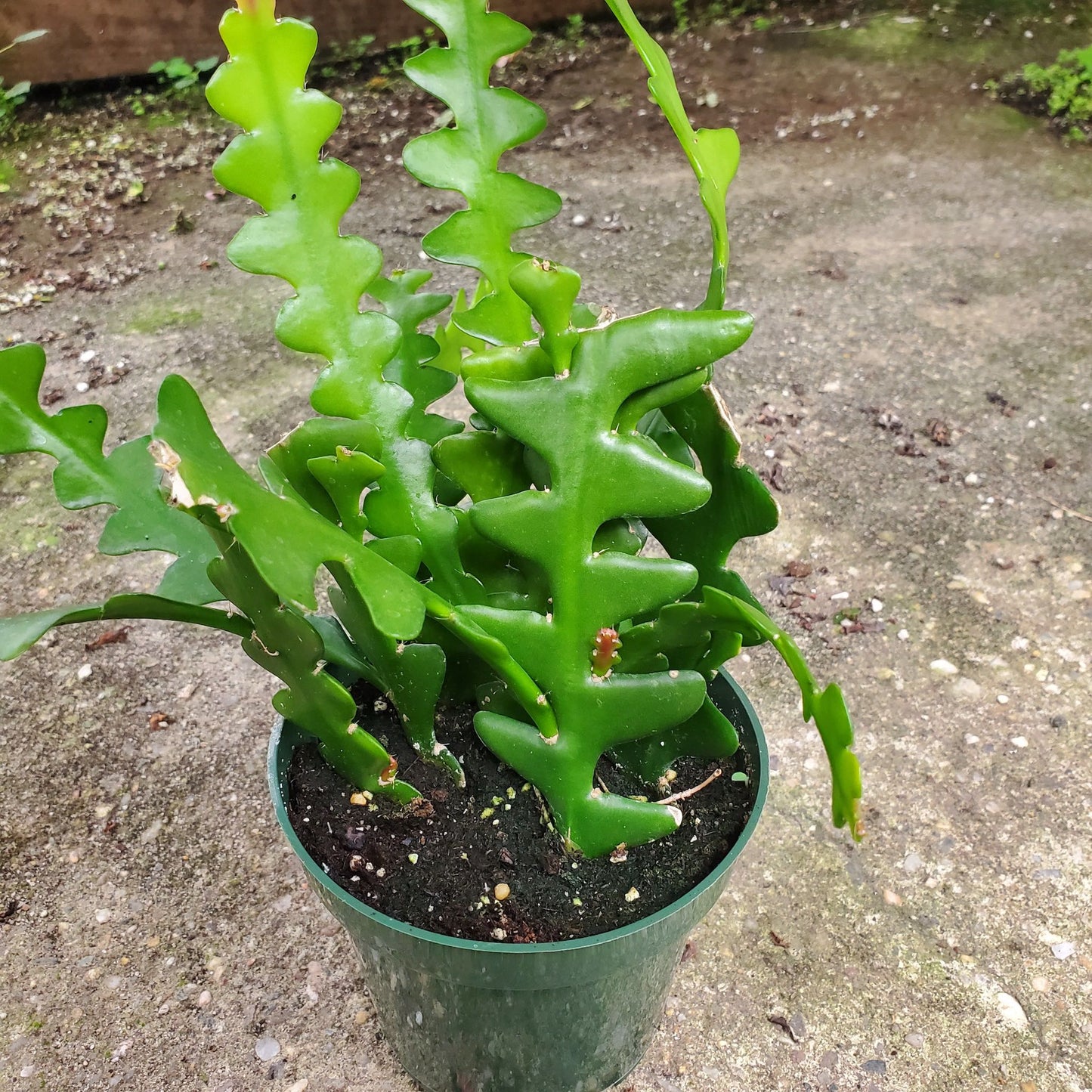 Disocactus Anguliger - Ric Rac Cactus