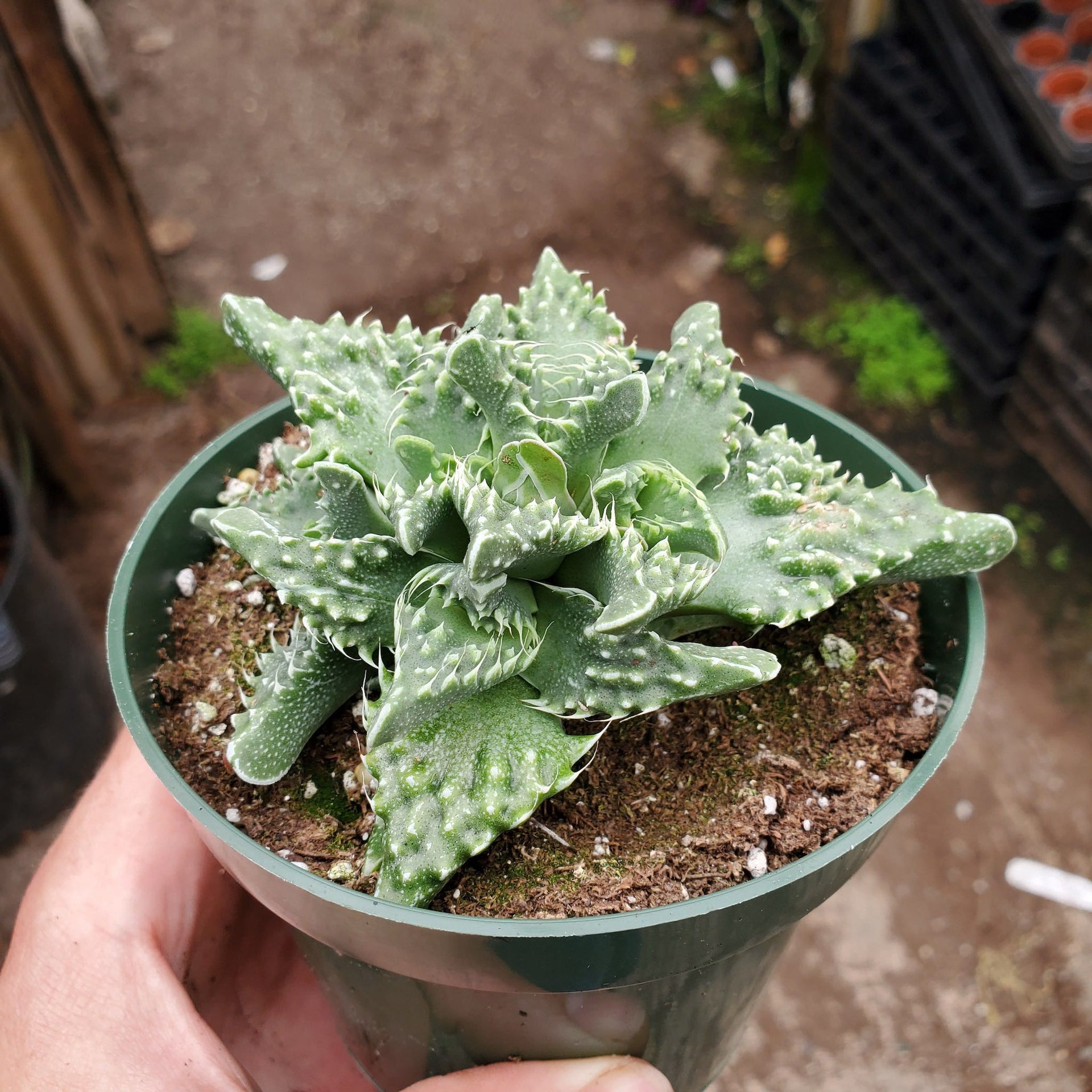 tiger succulent plant Faucaria Tuberculosa - Tiger Jaws