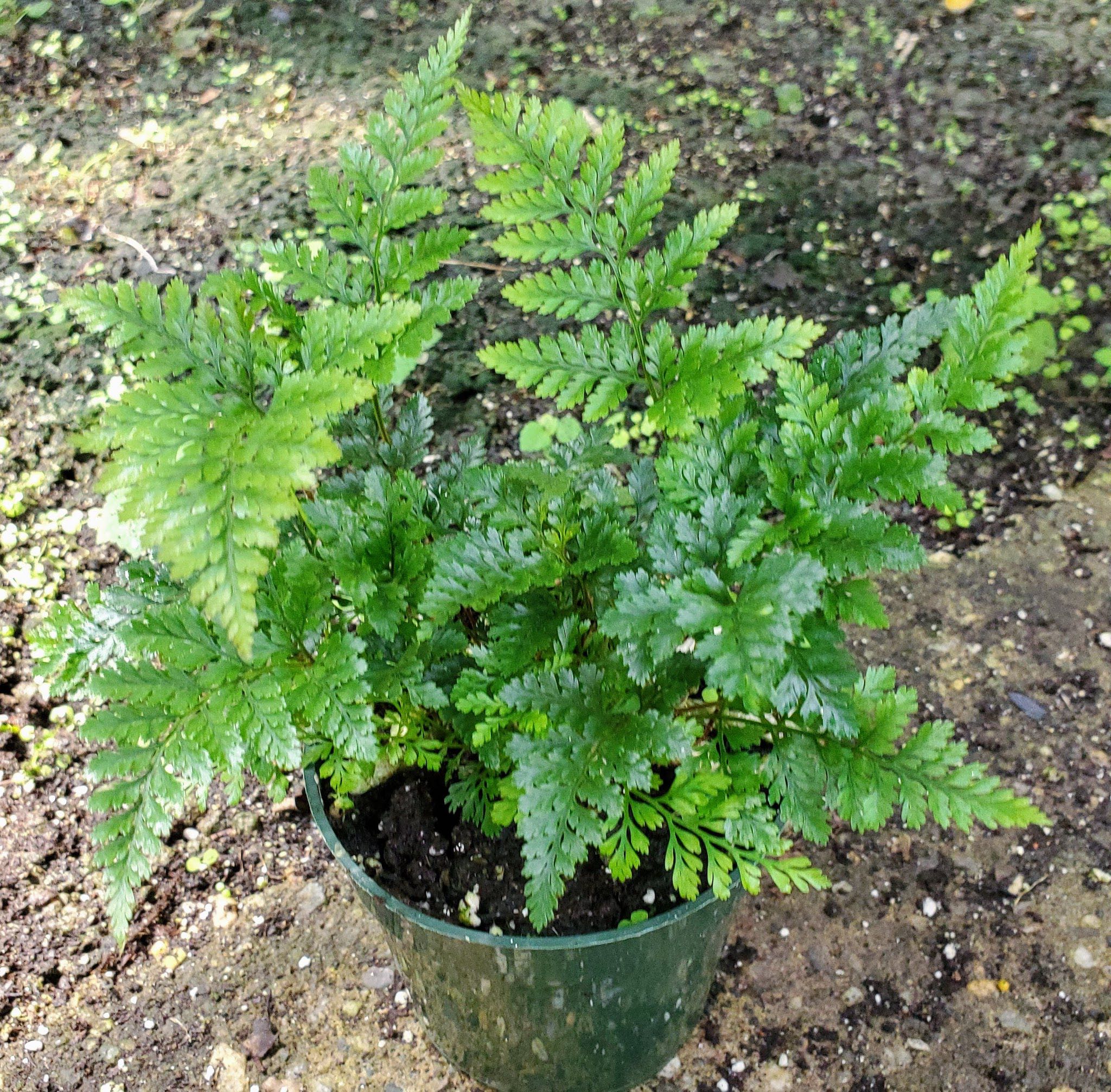 Rabbit Foot Fern – Fantastic Gardens