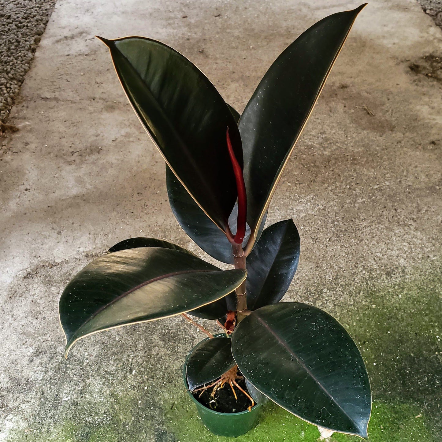 Ficus Elastica Burgundy