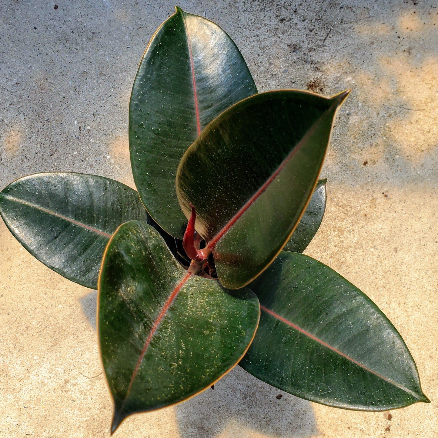 Ficus Elastica Burgundy