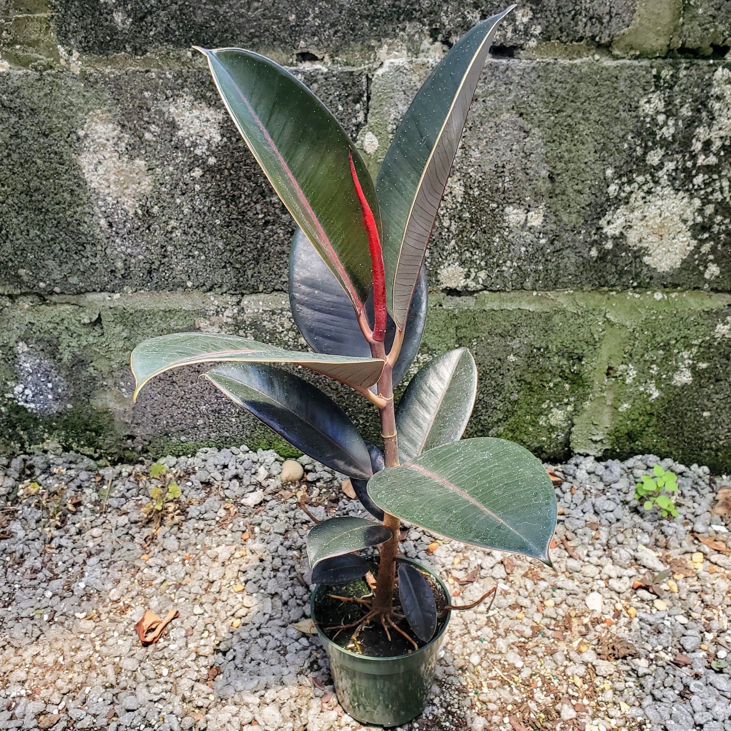 Ficus Elastica Burgundy