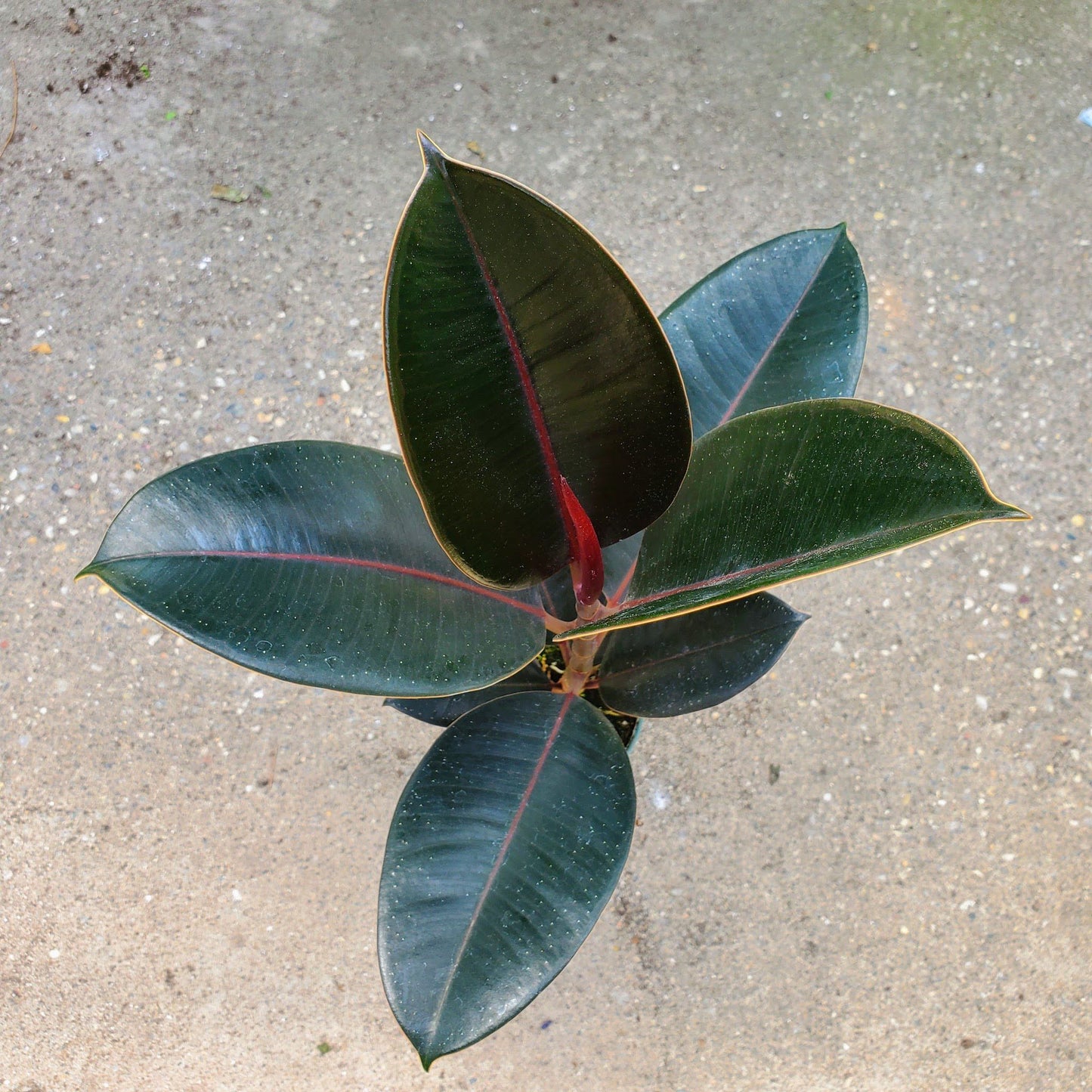 Ficus Elastica Burgundy