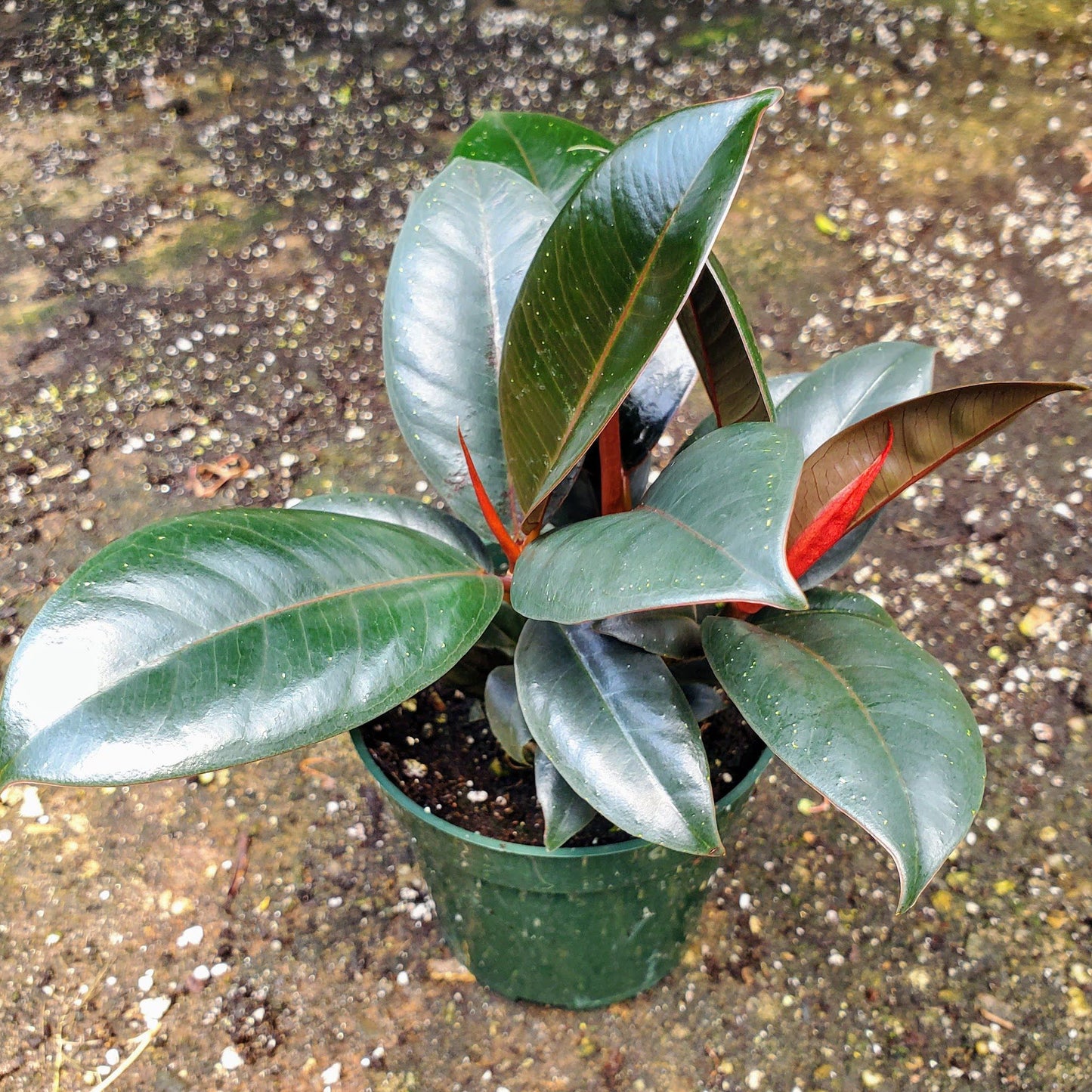 Ficus Elastica Burgundy