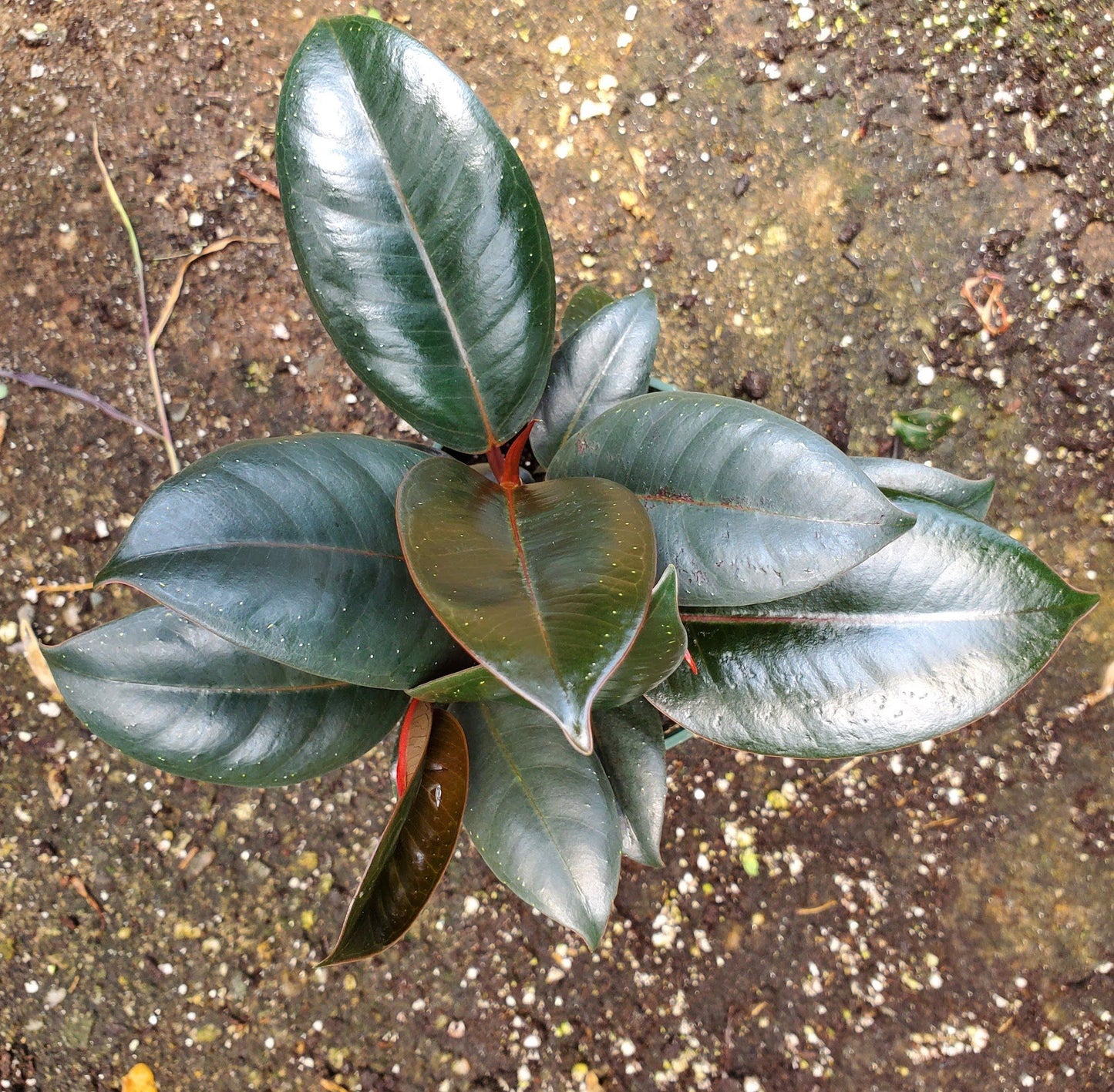 Ficus Elastica Burgundy