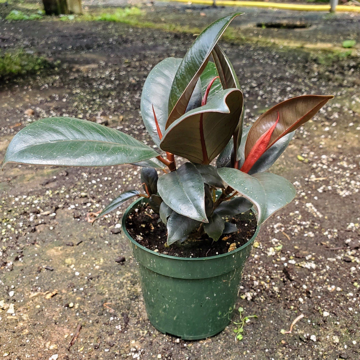 Ficus Elastica Burgundy