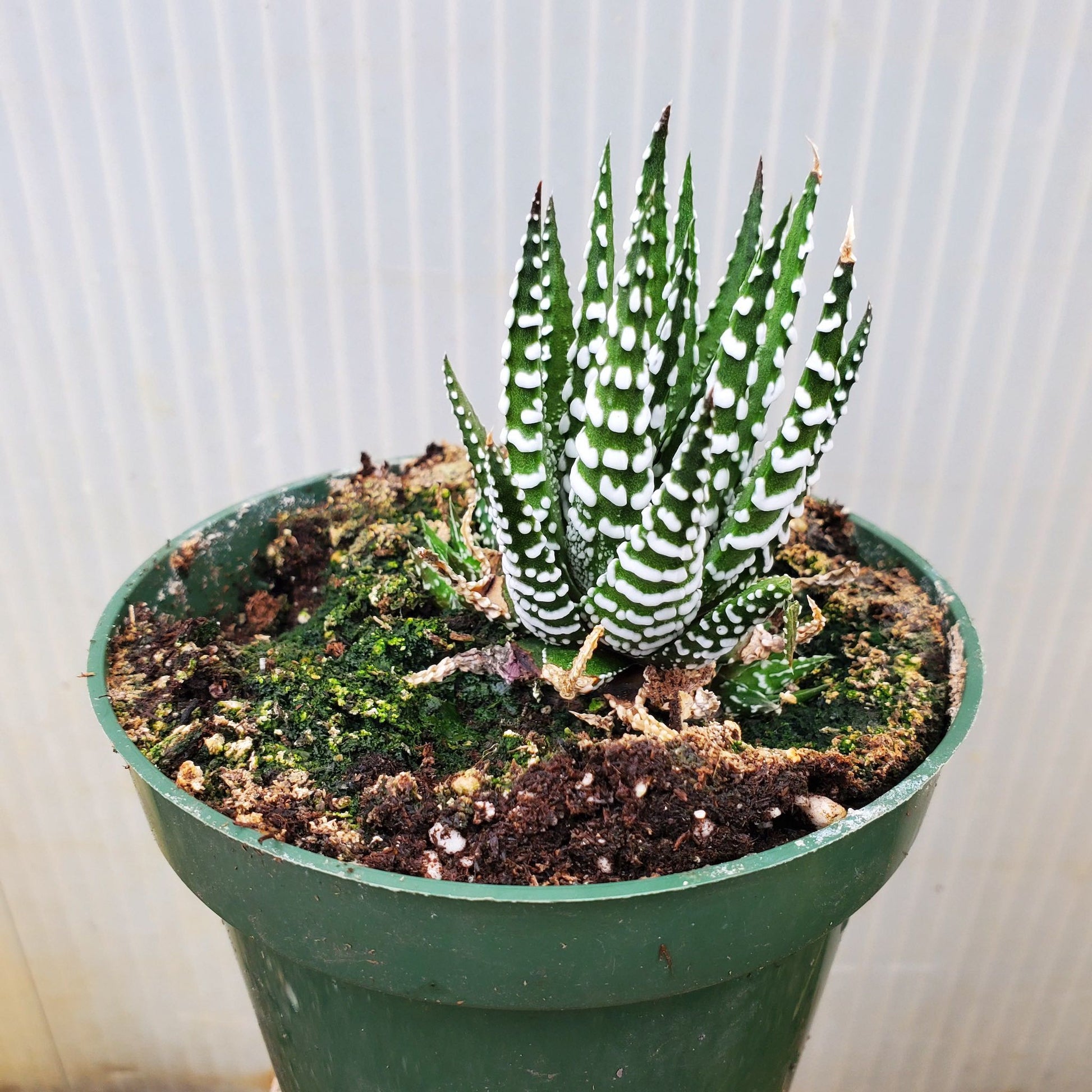 zebra succulents Haworthia Fasciata - Big Band Zebra