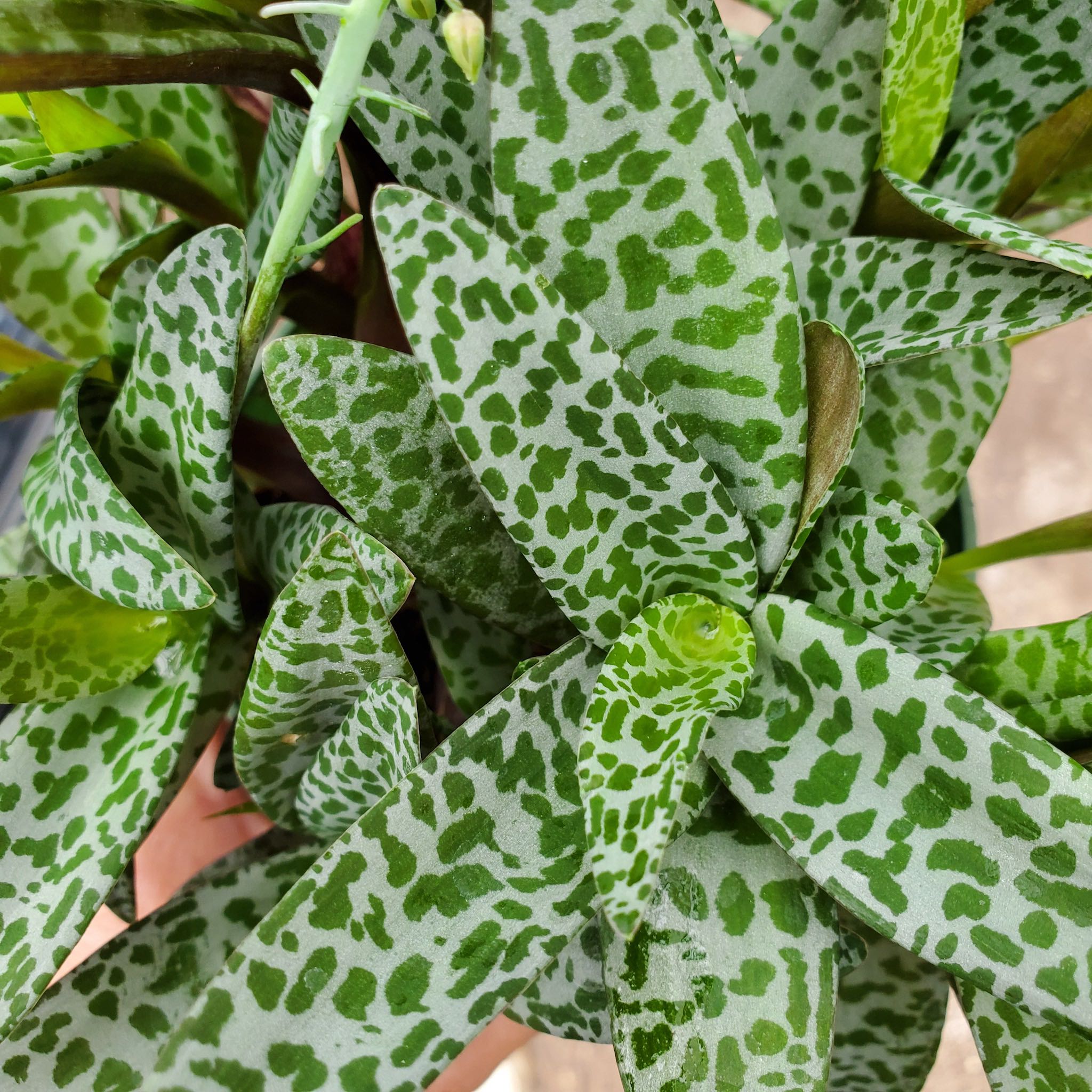 Ledebouria Socialis - Silver Squill – Fantastic Gardens